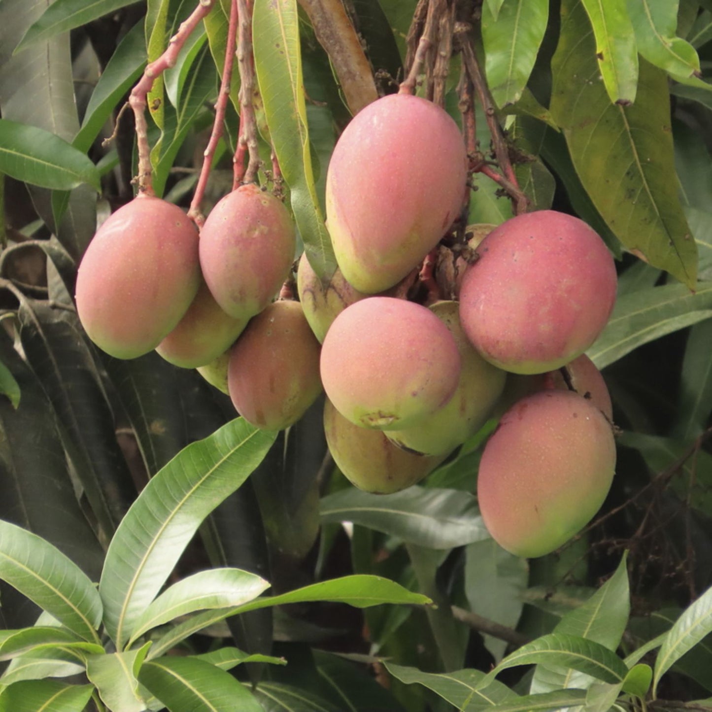 Mango Seed 50 Pack - Tropical Fruit Seeds - Mangifera indica - Live Plant, Starter, Bare Root, Tree Growing Kit, USA Ship