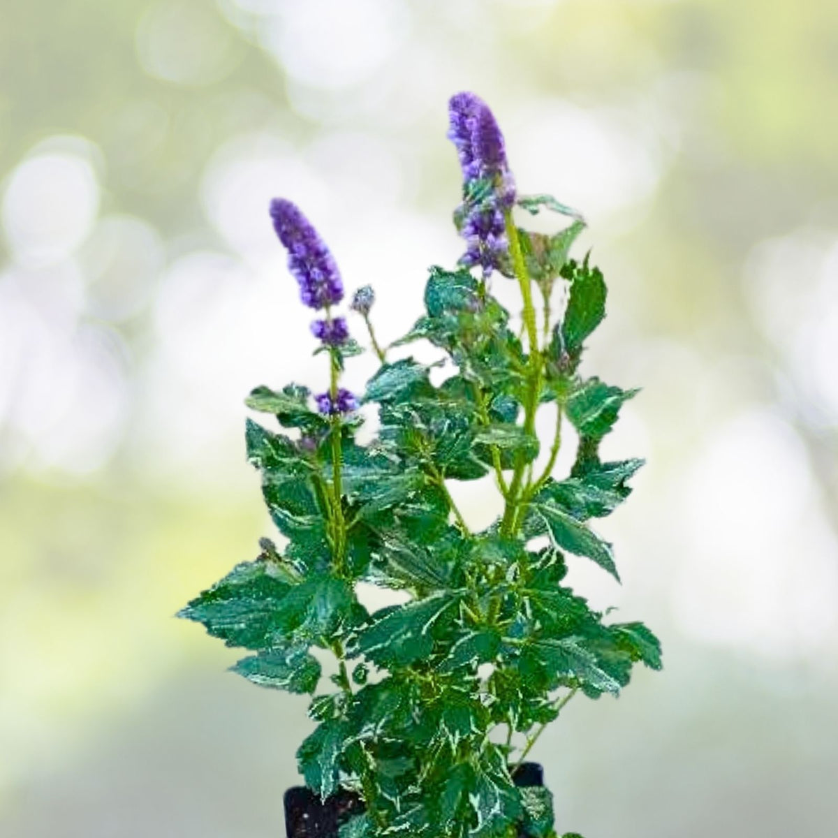 Agastache Rugosa Crazy Fortune Plug - Aromatic Herb Seedlings - Perennial Herb for Gardens - Ready to Grow