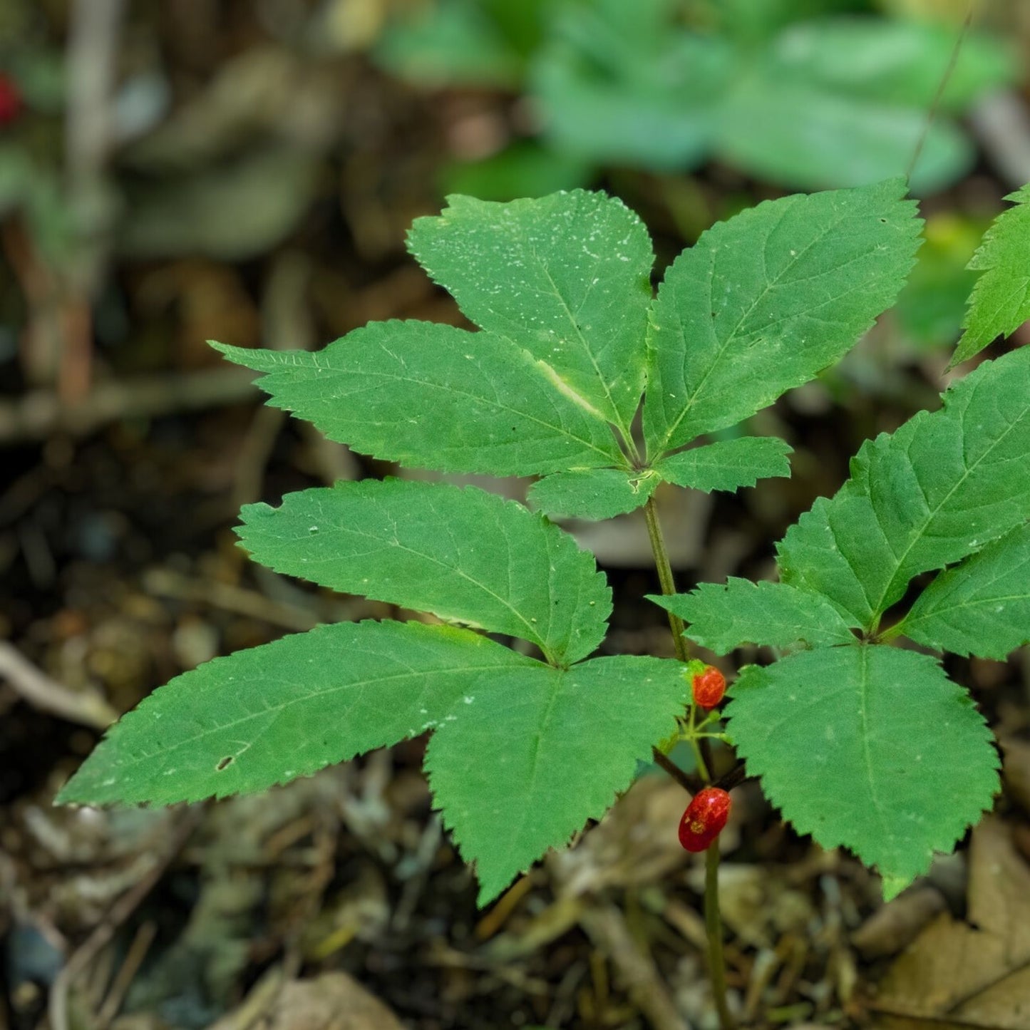 30 Wild American Ginseng Seeds for Planting - Organic Panax quinquefolius Heirloom Medicinal Herb Seeds
