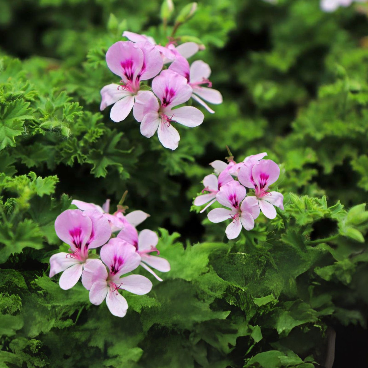 Pelargonium Citronella Lemon Scented Geranium Cuttings - Pink Flowers - 3 Plant Cuttings for Aromatic Gardens