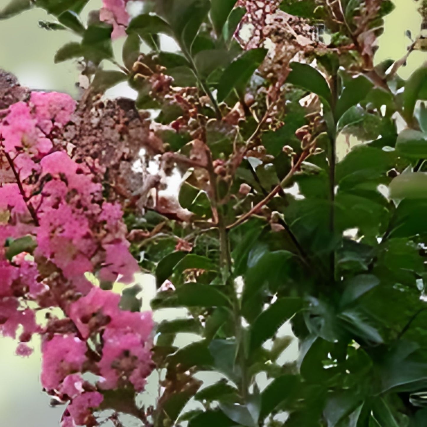 Crape Myrtle Tree Cuttings 3-4 ft Rhapsody In Pink Live Plant Lagerstroemia indica