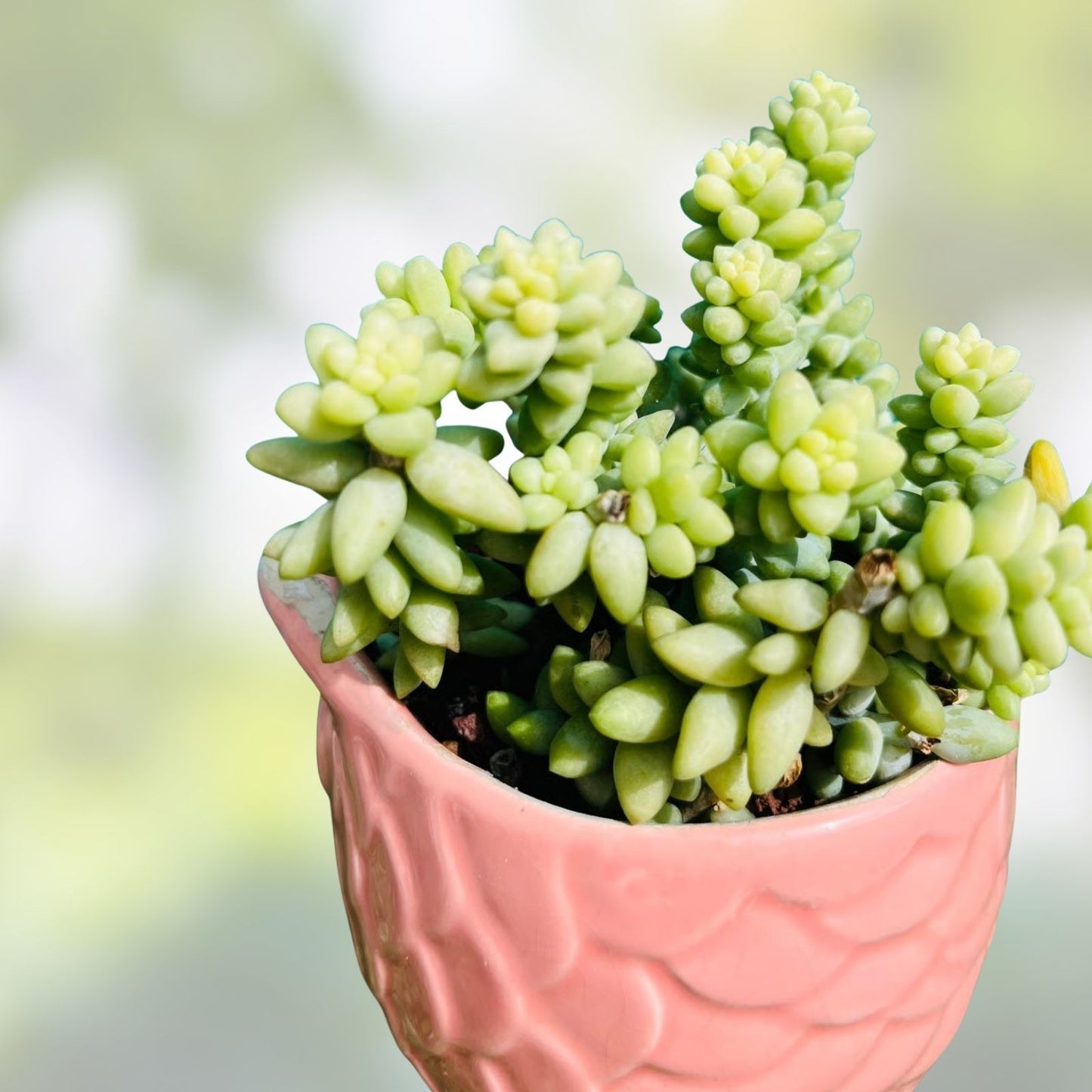 Fresh Sedum Dendroideum Succulent Cuttings - 5 Pack for Fairy Garden, Live Plant Decor, Succulent Propagation, Indoor Plant, Drought Tolerant