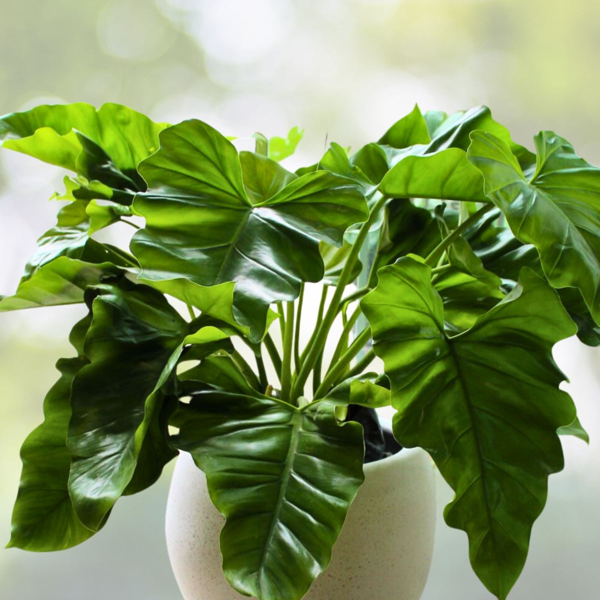Philodendron Wilsonii Plant 3 Gallon Pot - Climbing Philodendron with Large Elephant Ear Leaves - Philodendron sp.