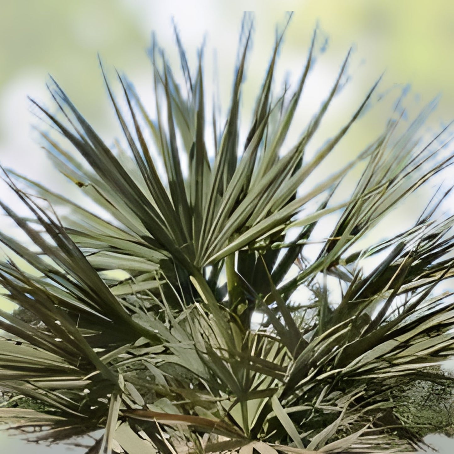 Nannorrhops Ritchiana Live Plant Silver Mazari Palm Indoor Outdoor 1 Year Old Pakistan Origin