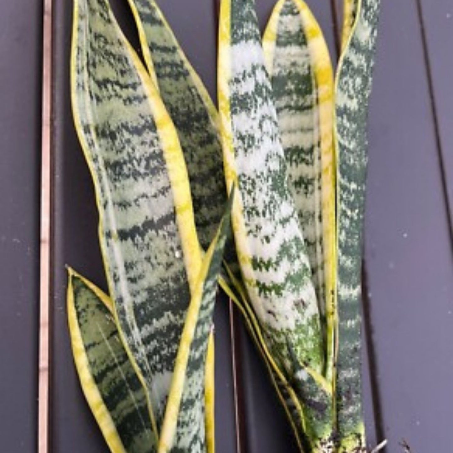 Snake Plant Clipping - Unrooted Mother-In-Law's Tongue - Sansevieria Live Plant Cuttings - Indoor Air Purifier