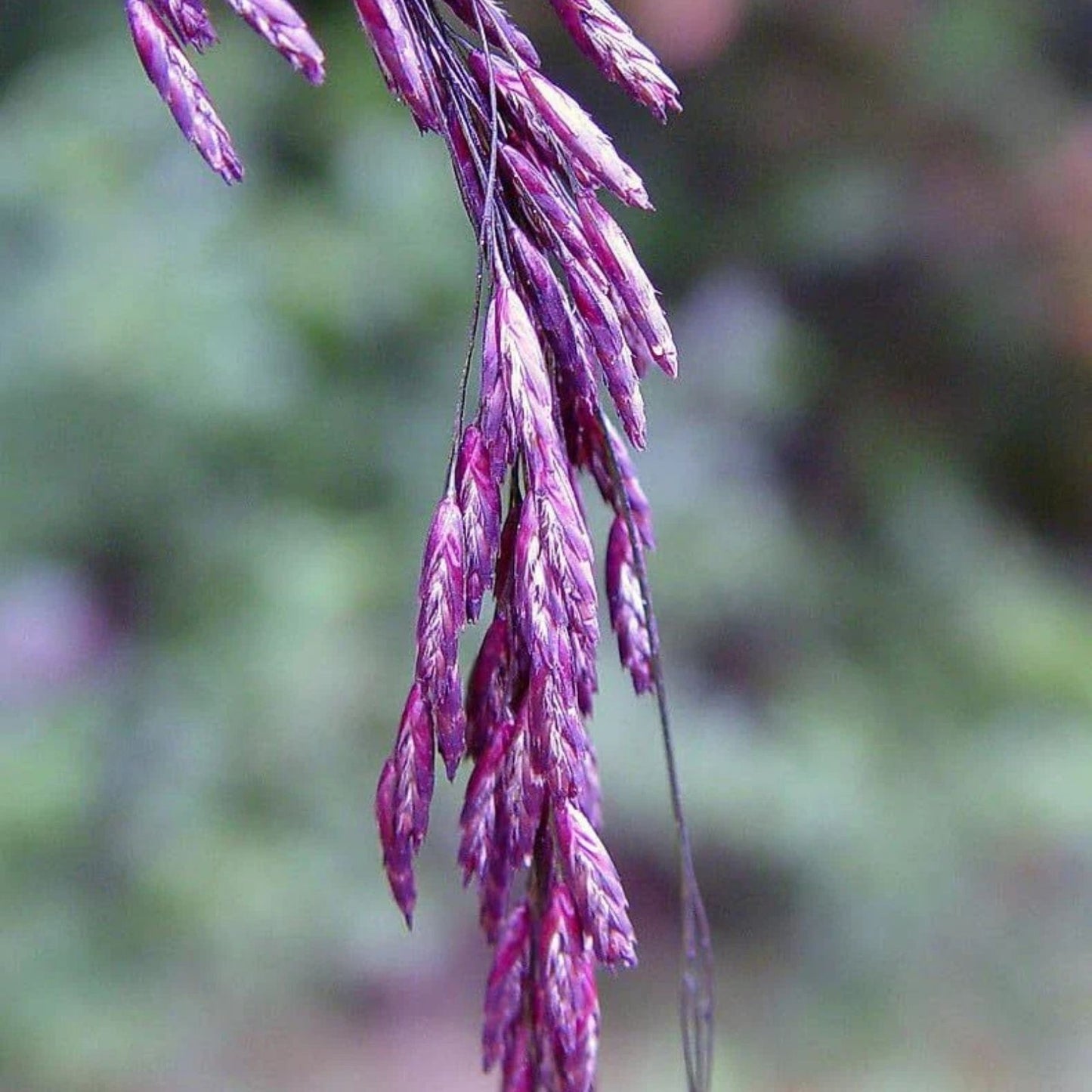 Purpletop Tridens Grass Seeds 1 lb Pack - Purpletop Variety for Planting and Landscaping - Tridens flavus