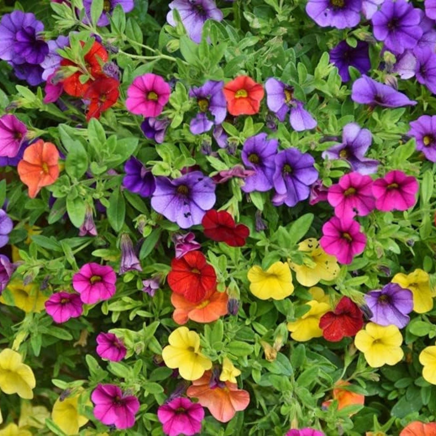 Petunia Flower Seeds 200+ Mixed Colors Non-GMO | Rare Petunia spp. Garden Seeds for Planting