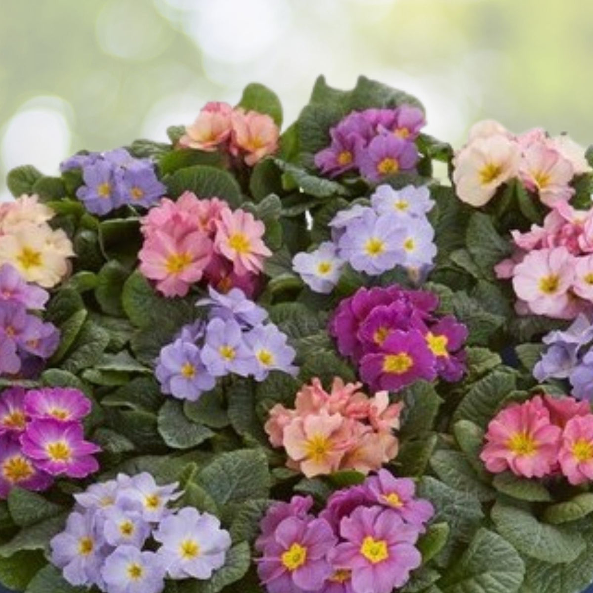 Primrose Seeds Bulk 125+ Colorful Annual Flower Garden Variety Primula vulgaris