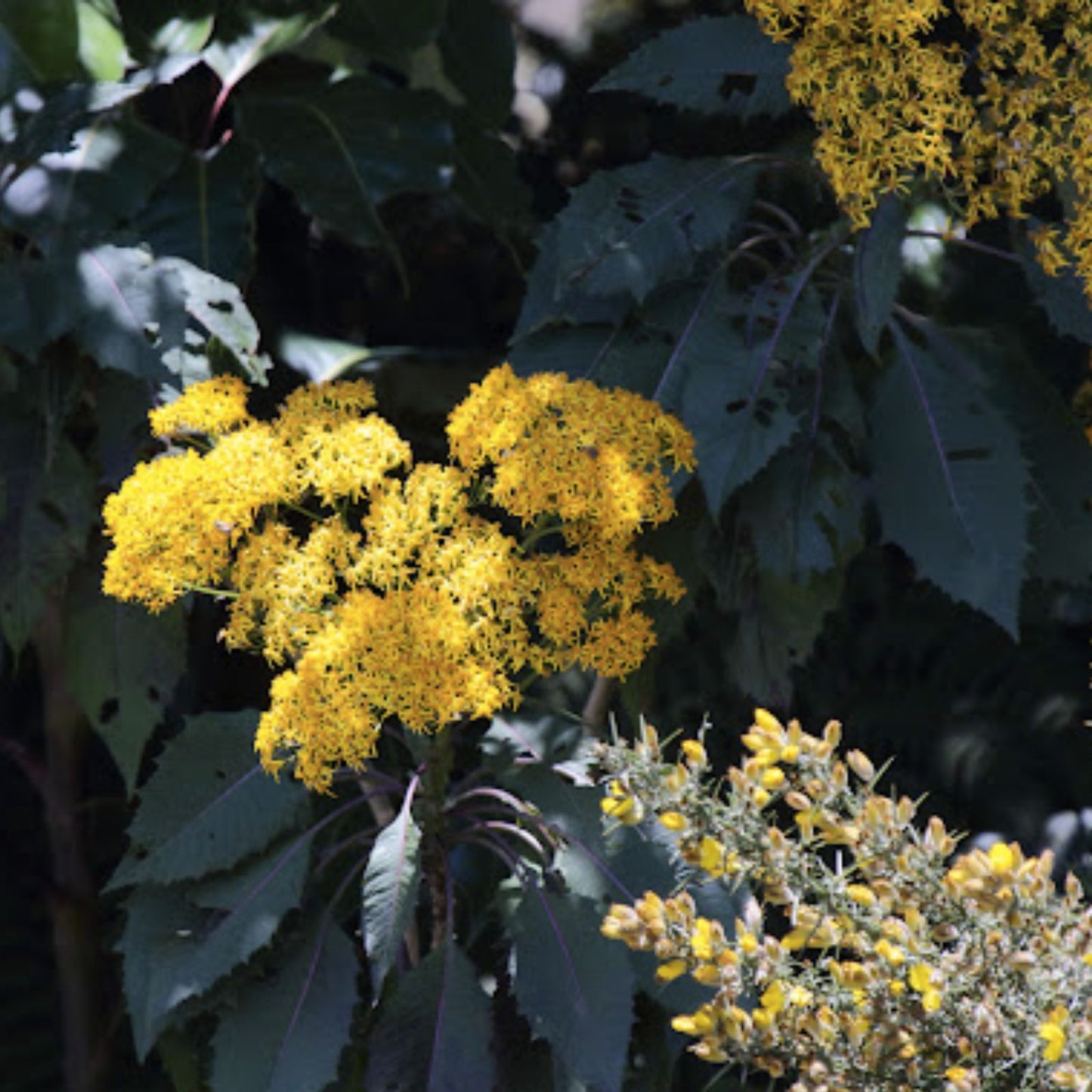 Jessea Multivenia Seeds 30 Pack - Exotic Tropical Shrub for Planting, Rare Garden Seeds, Ornamental Vine, Climbing Plant, Tropical Garden