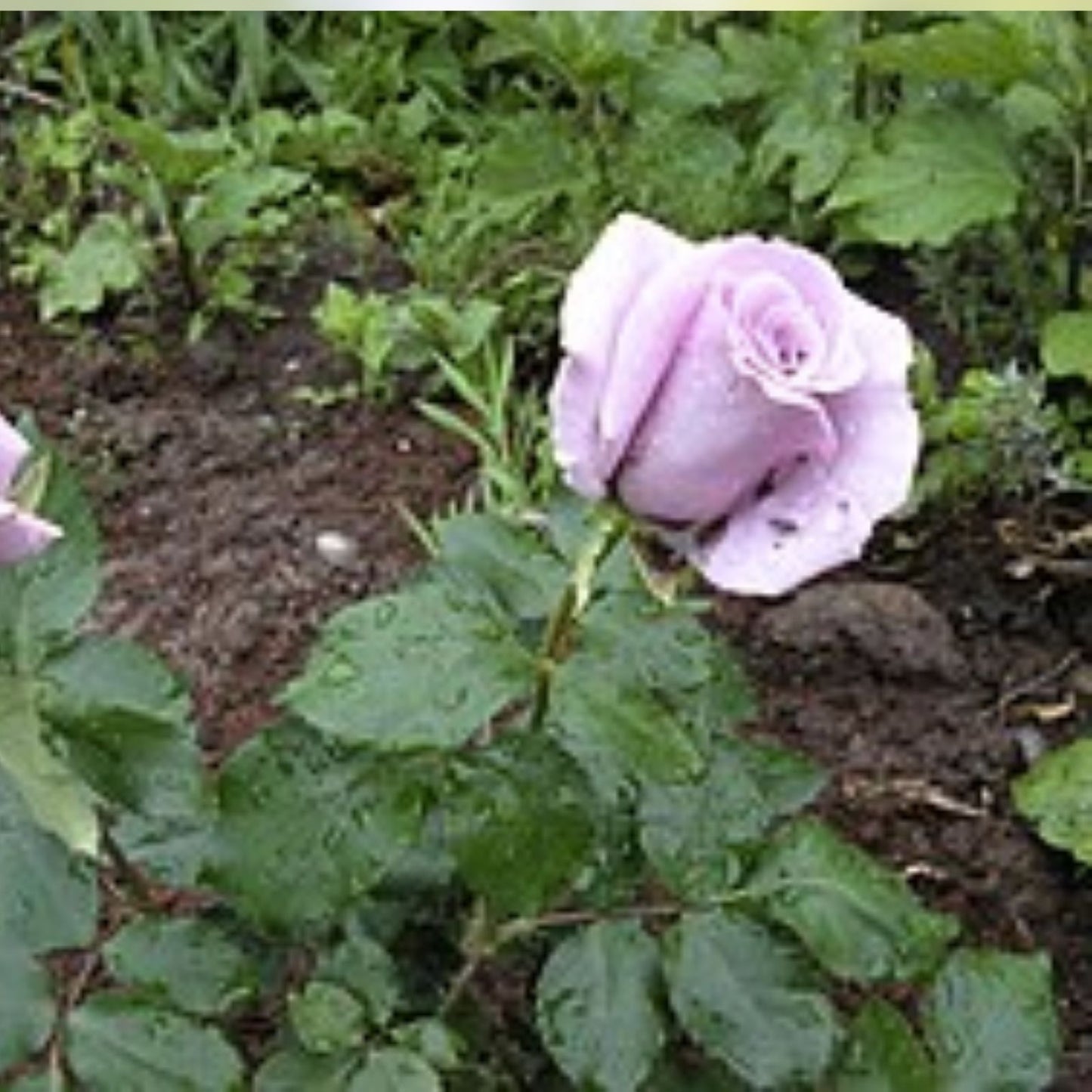 Angel Face Rose Cuttings - 5 Unrooted Rosa 'Angel Face' - Fragrant Pink Blooms for Gardening and Landscaping