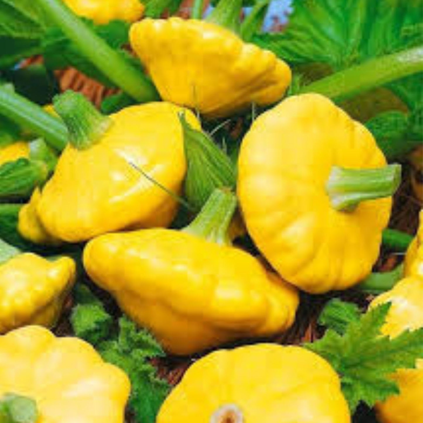 Patty Pan Squash Seeds 10 Pack Y-Star Variety Heirloom Cucurbita pepo for Home Gardening