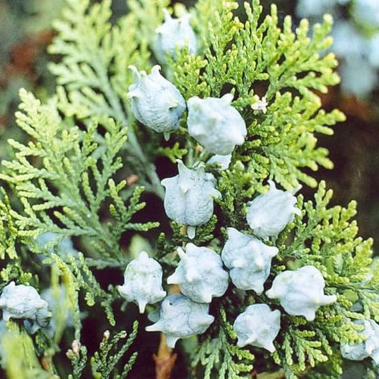Oriental Arborvitae Tree Seeds 40 Pack, Platycladus orientalis, Landscaping, Planting, Evergreen Conifer Seeds