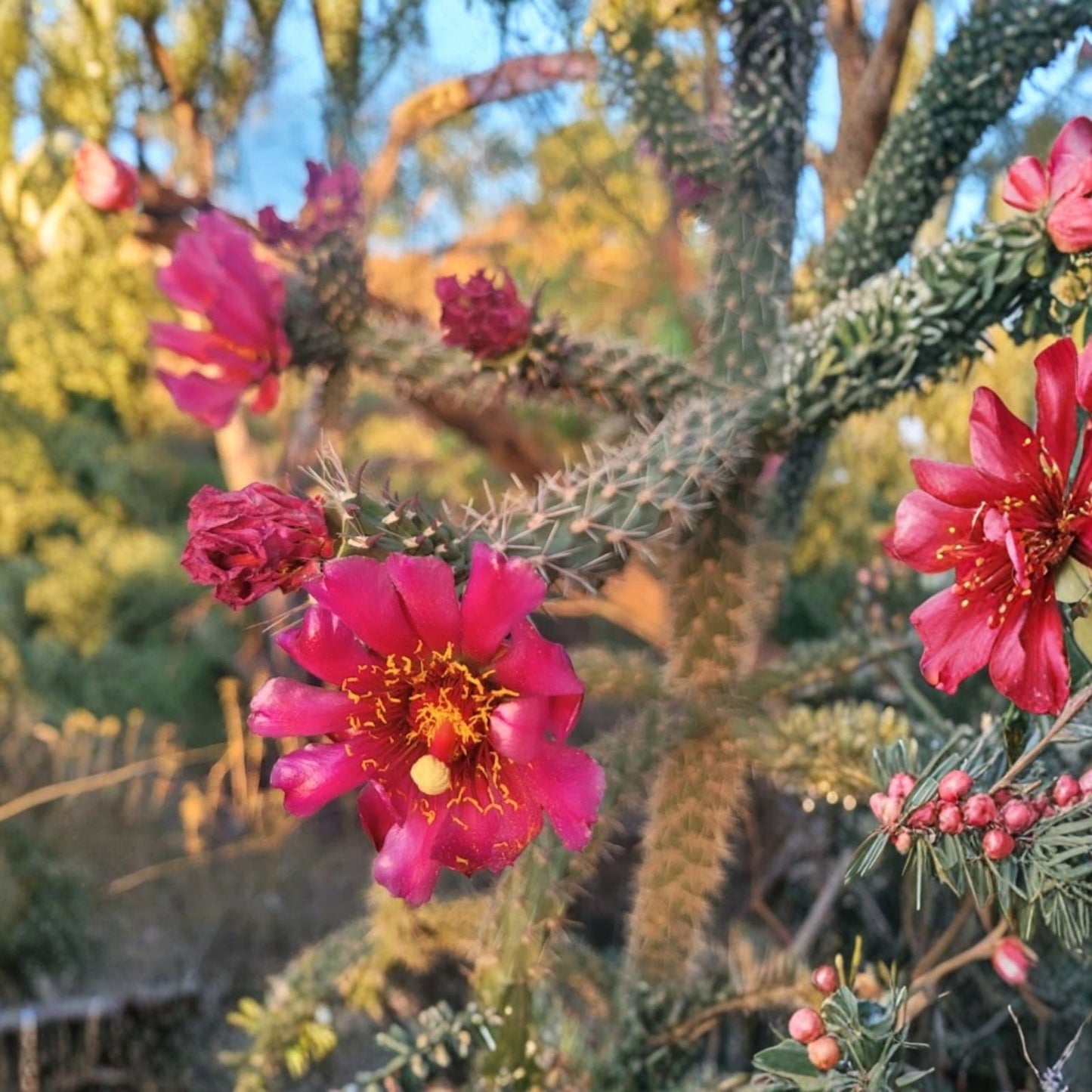 Cylindropuntia Cutting with Deep Red Flowers | Elongated Sections | Cylindropuntia versicolor Succulent Plant