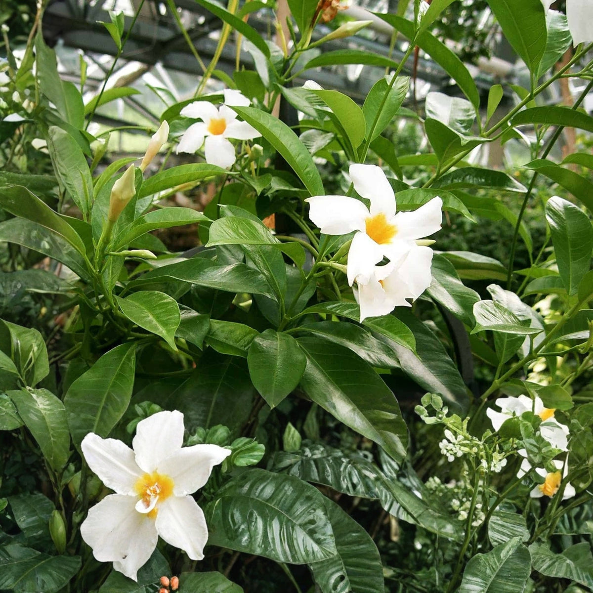 White Mandevilla Houseplant 4in Pot - Easter-Blooming Plant, Mandevilla alba, Indoor Flowering Plant