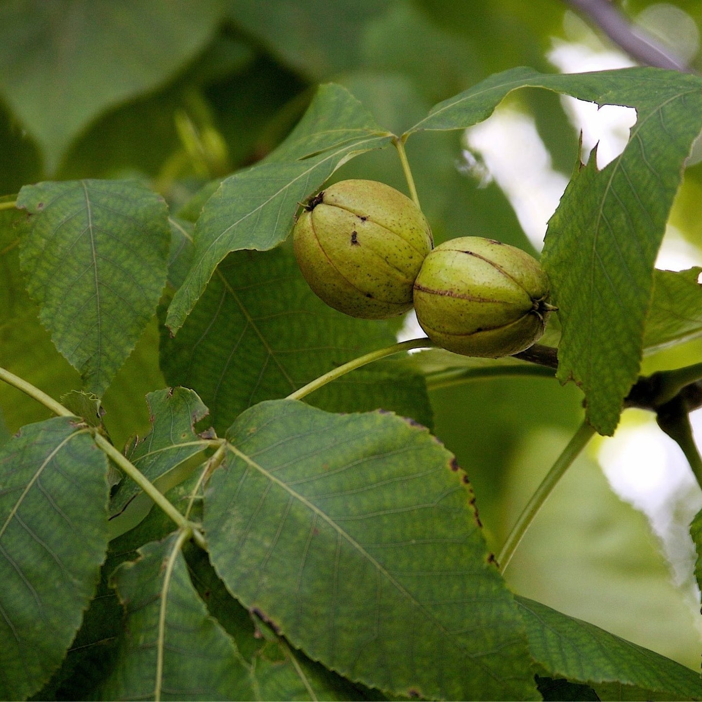 Shellbark Hickory Tree Live Plant Set of 2, Edible Nuts, Hardy Zones 5-9, Native USA, Carya laciniosa