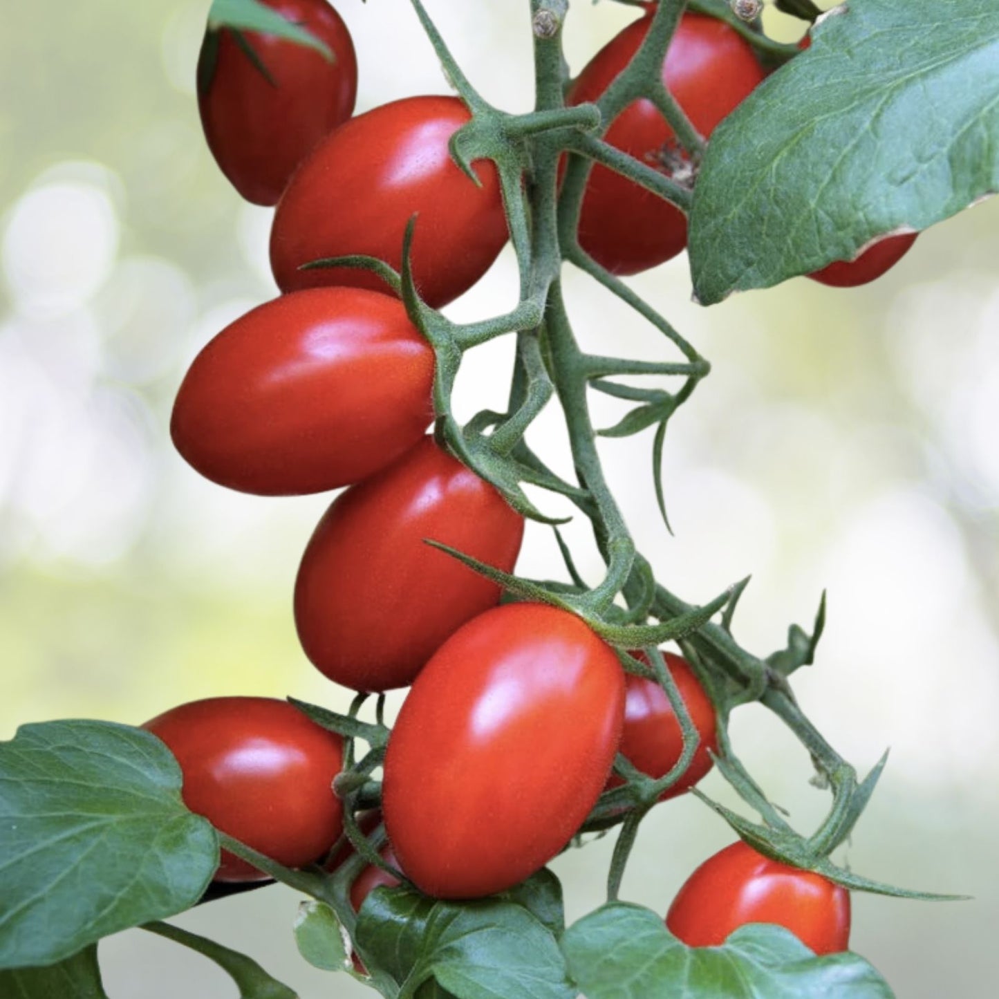Roma Heirloom Tomato Seeds - 100+ Fresh Vegetable Garden Seeds - Lycopersicon esculentum - USA Grown