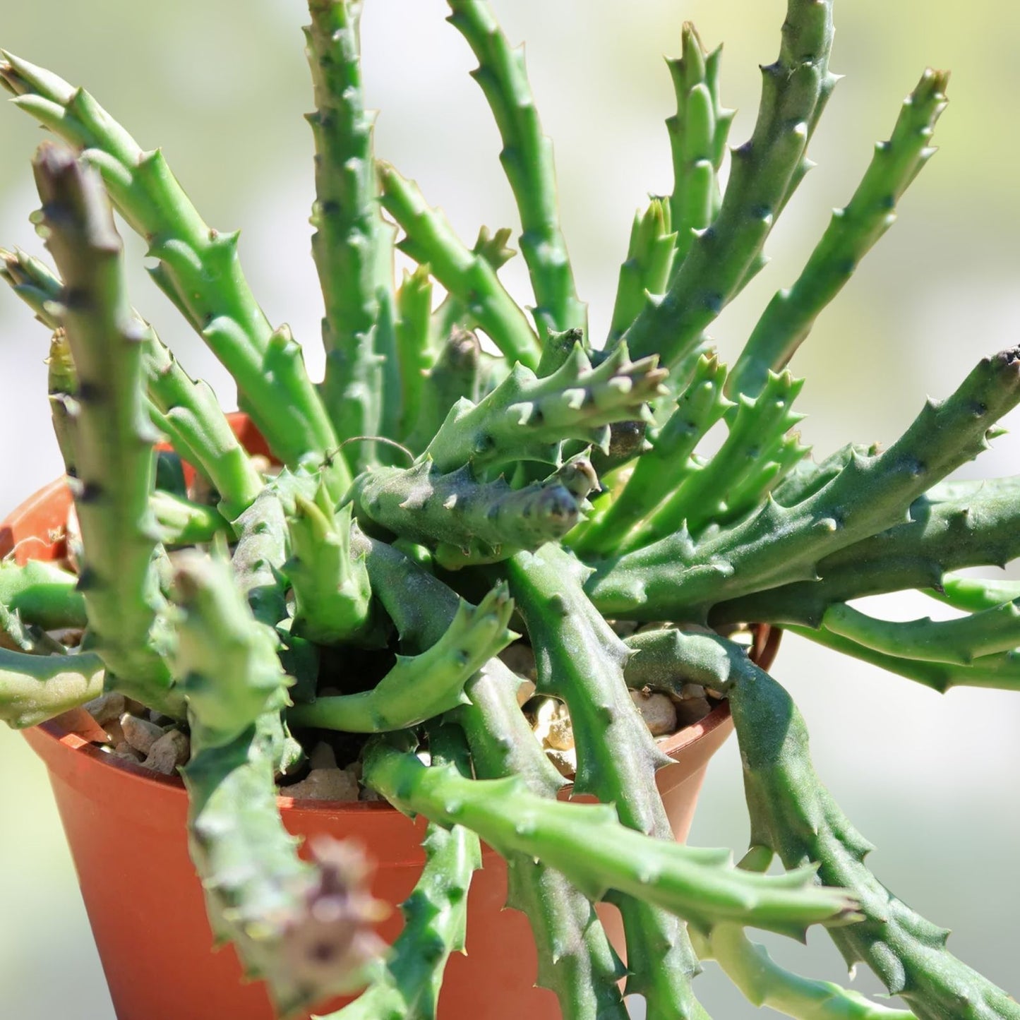 3 Huernia Stapelia Orbea Succulents - Saudi Arabica Offsets - Unique Cactus Collection - Desert Plant, Ornamental Succulents