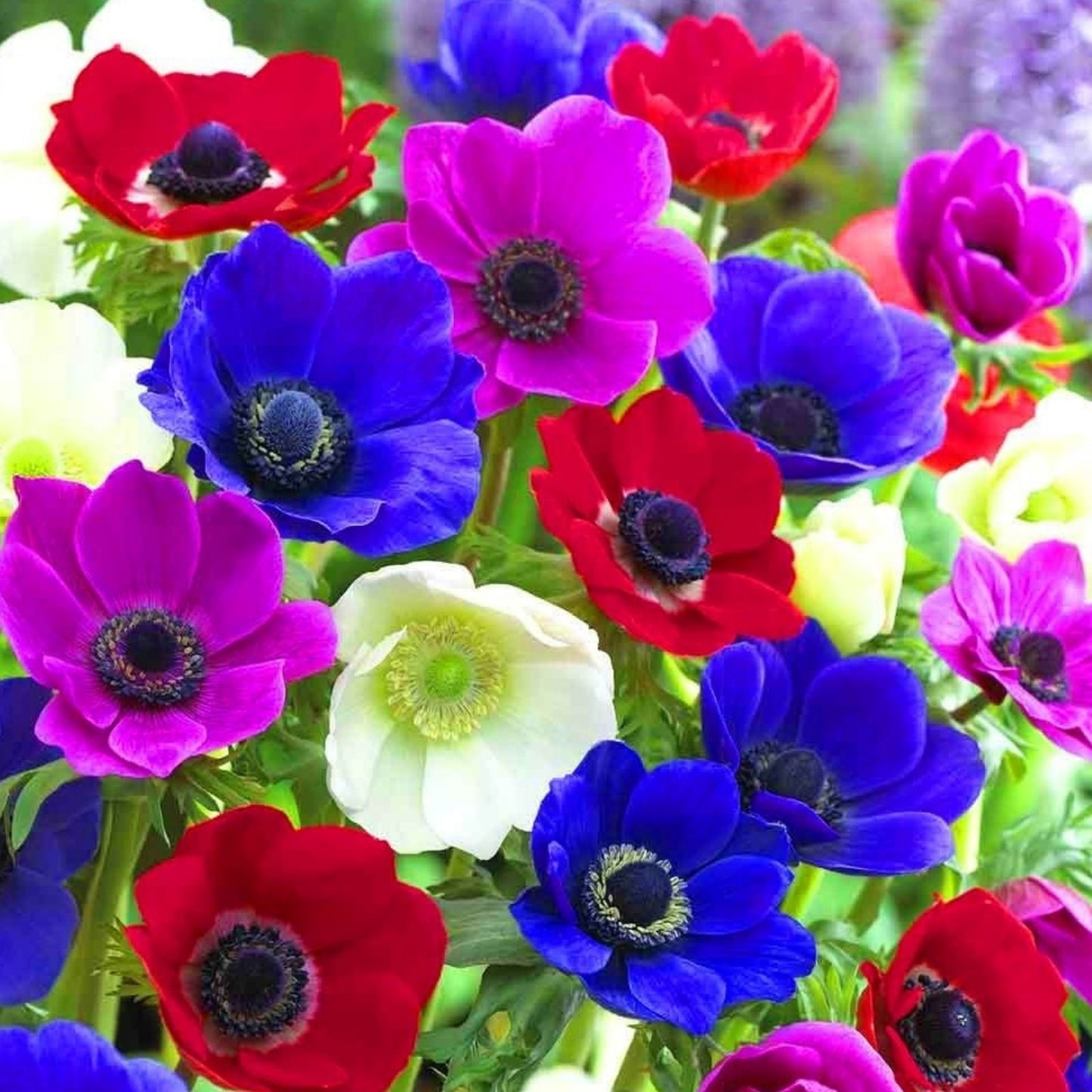 Anemone De Caen Mix Flower Bulbs 5-Pack – Dutch Windflowers in White Pink Red Blue – Anemone coronaria