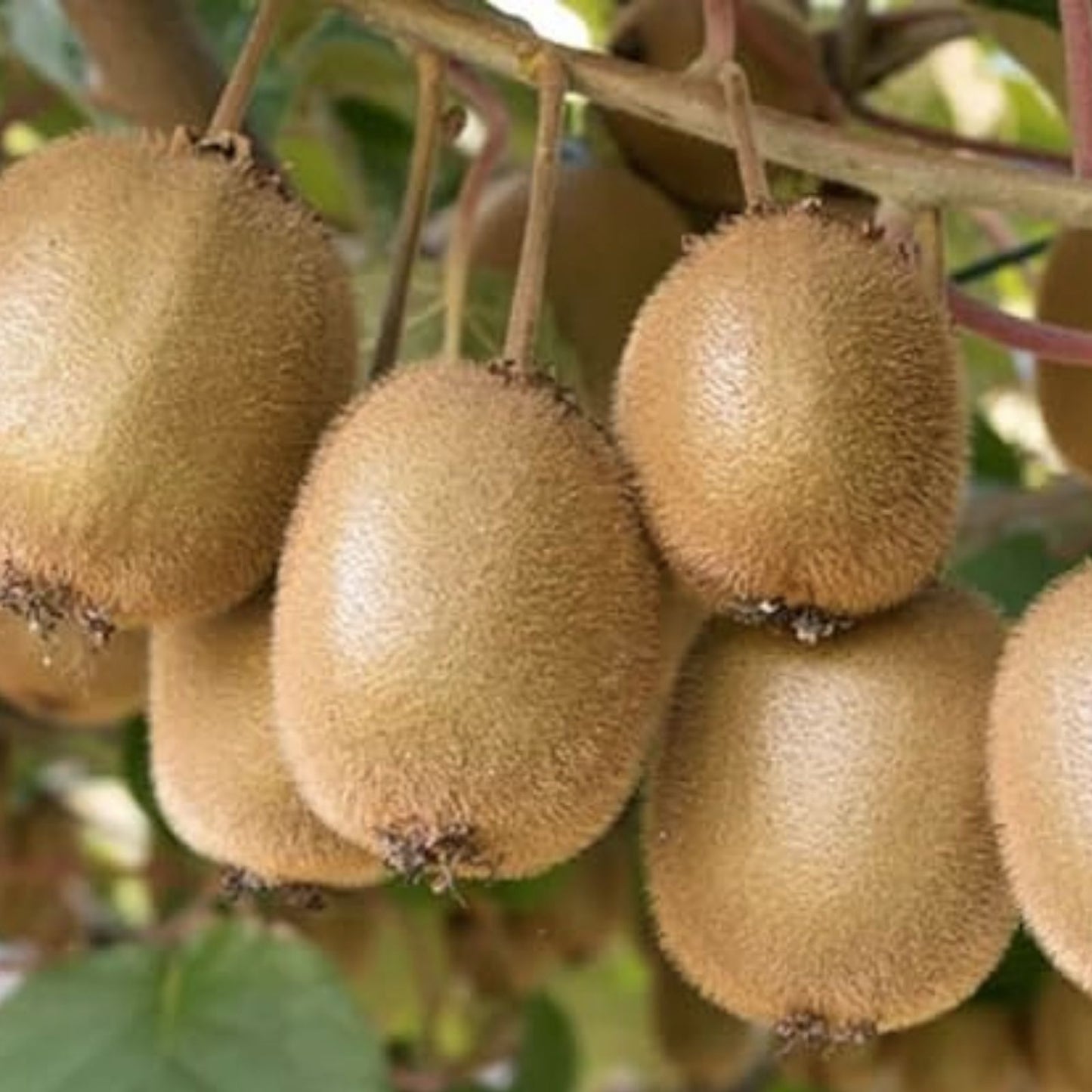 Kiwi Tree Seeds 50 Pack | Actinidia chinensis Edible Fruit Seeds for Planting | Garden Growing Supplies