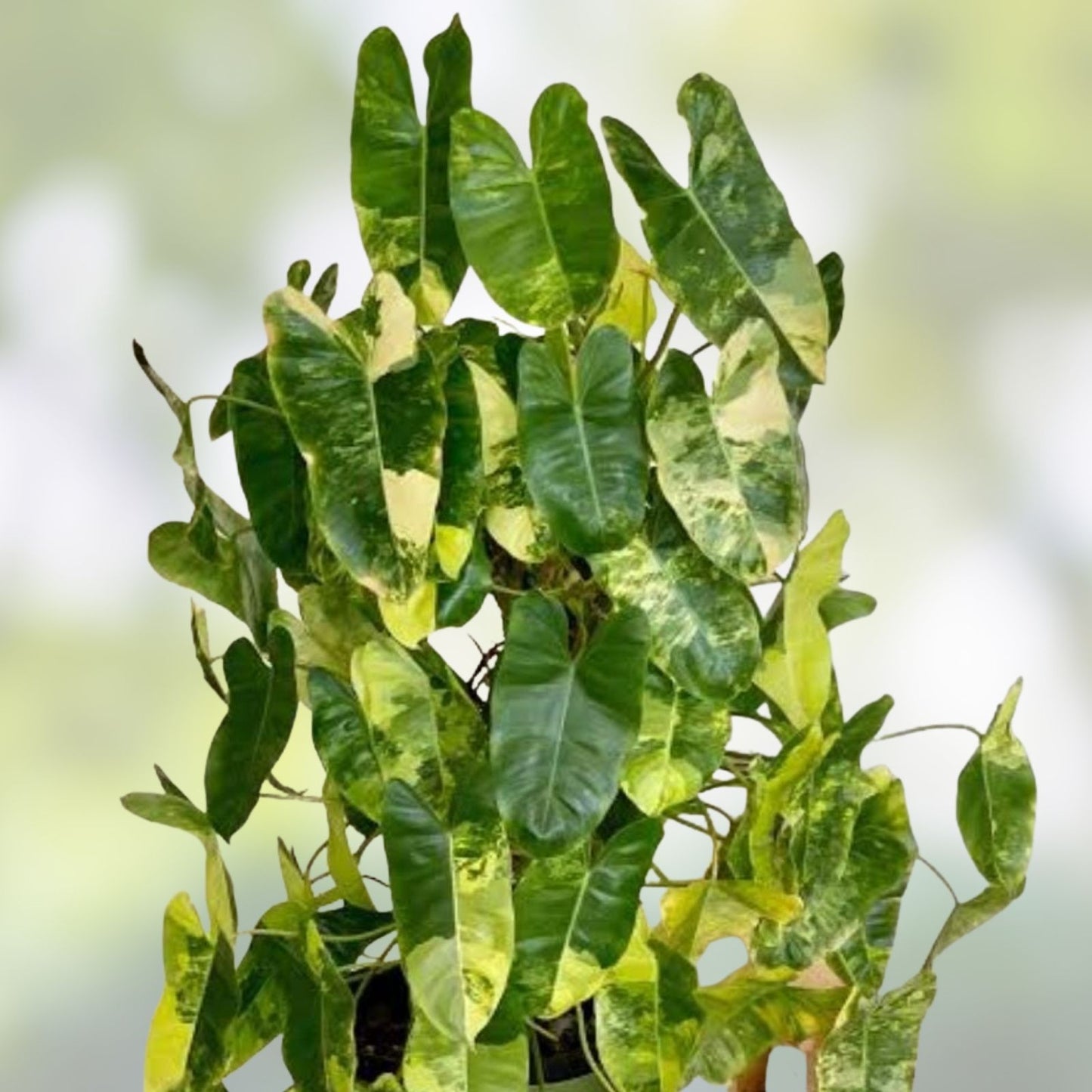 Philodendron Cuttings – 3 Burle Marx Varieties – Propagation Plant – Philodendron 'Burle Marx' – Indoor Houseplant