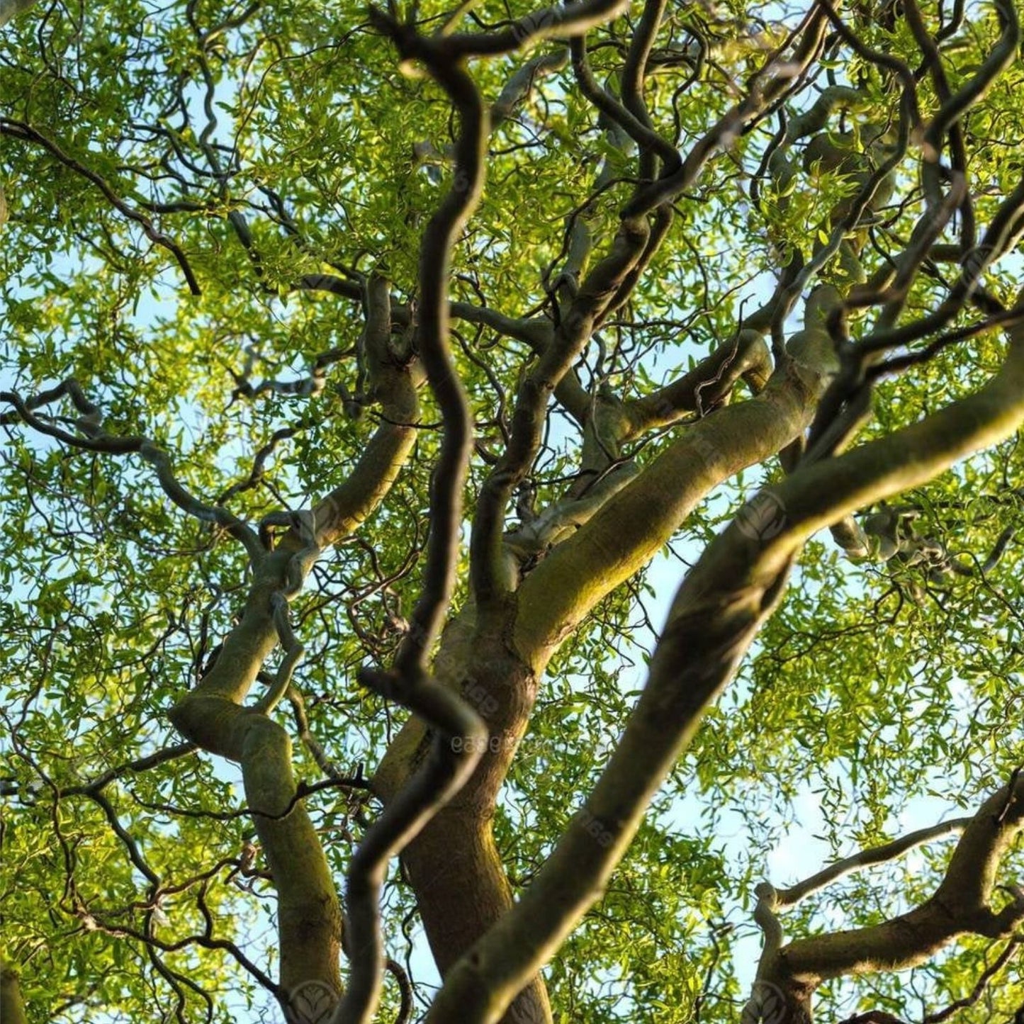 Corkscrew Willow Tree Cuttings - 20 Fast Growing Salix babylonica 'Tortuosa' for Privacy and Shade