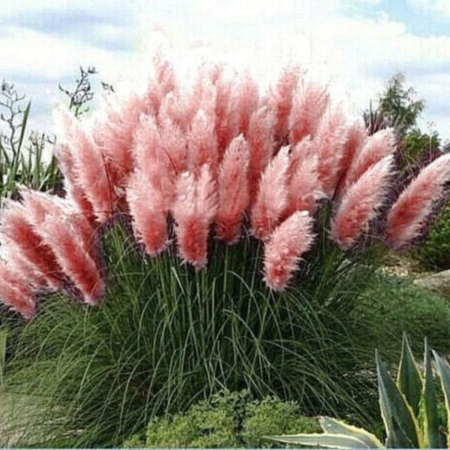 Giant Pink Pampas Grass Seeds 100 Count – Cortaderia selloana – Ornamental Grass for Landscaping and Garden Use – Made in USA