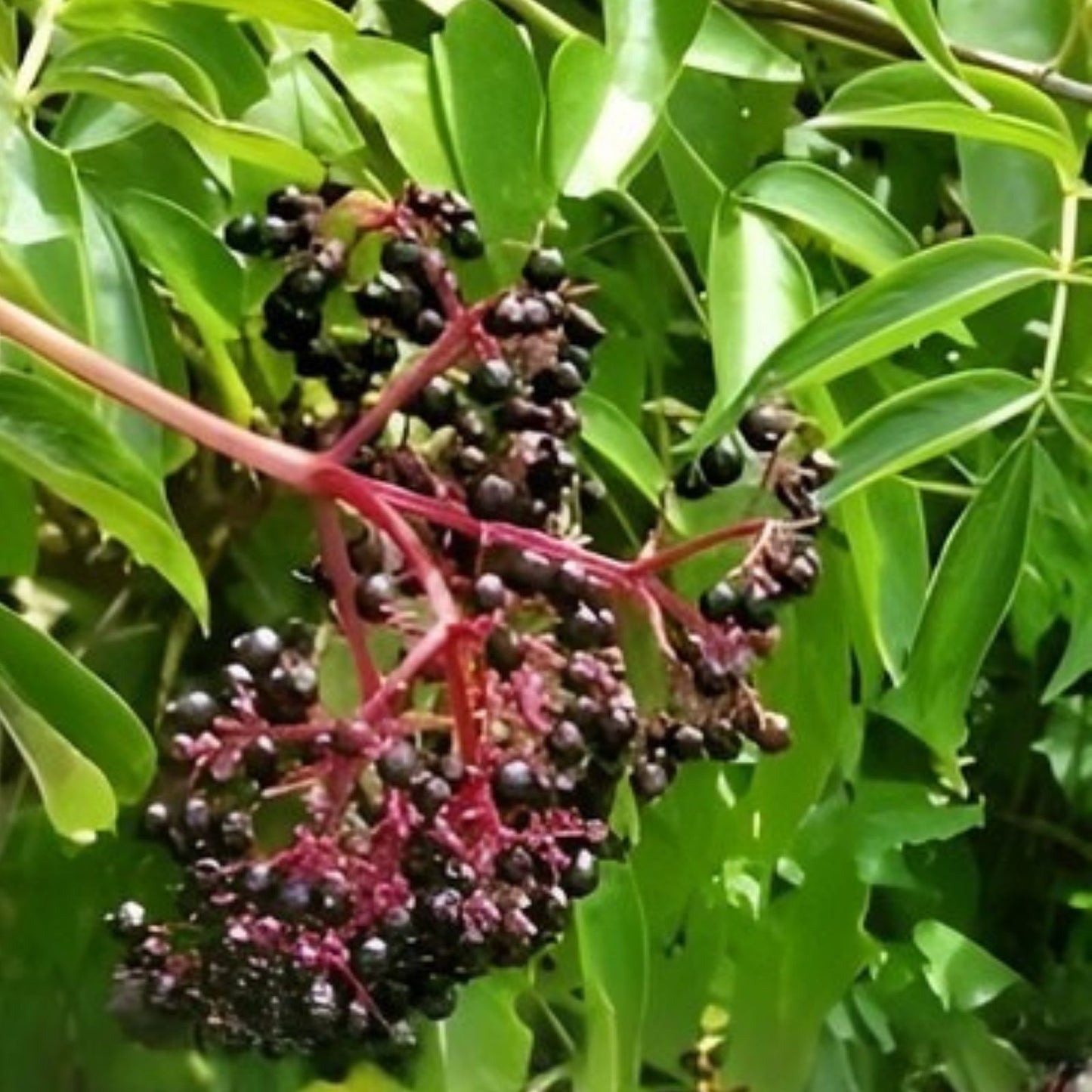 American Elderberry Starter Plant 2x3 Pot, Sambucus canadensis, Organic Hardy Perennial with Edible Berries