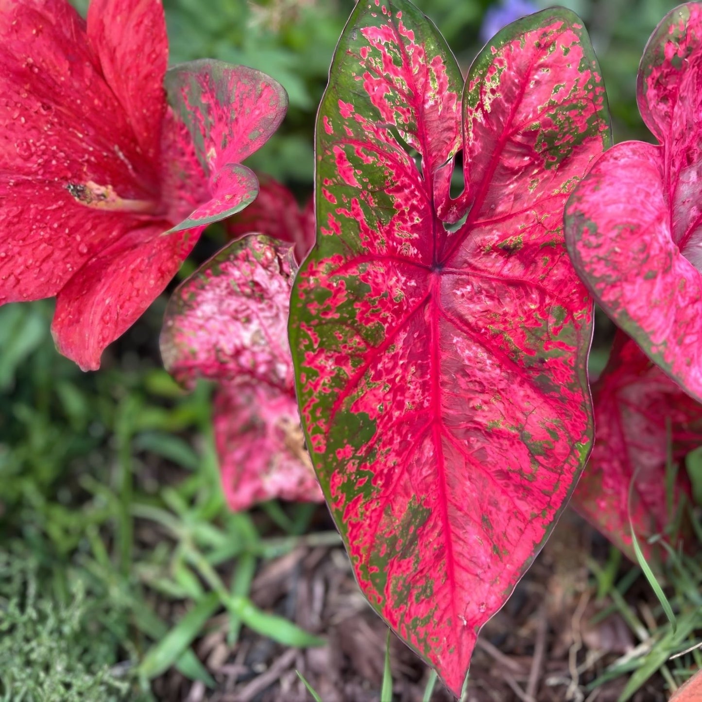 Lava Glow Caladium Bulbs - Perennial Elephant Ears, Variegated Foliage, Garden Planting, Tropical Indoor Outdoor Plant