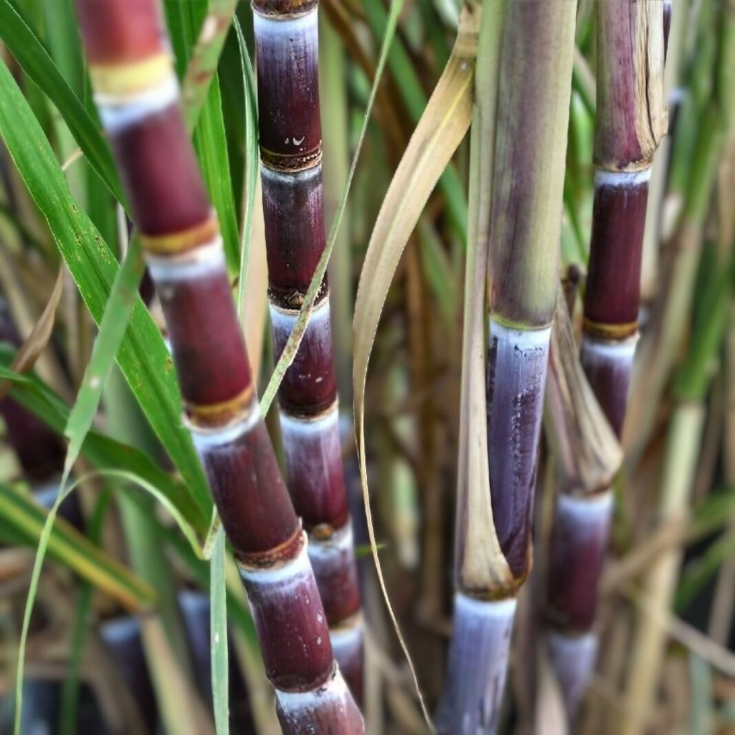Organically Grown Sugar Cane Cuttings, 3 Large Pieces, Sweet Variety, Saccharum officinarum