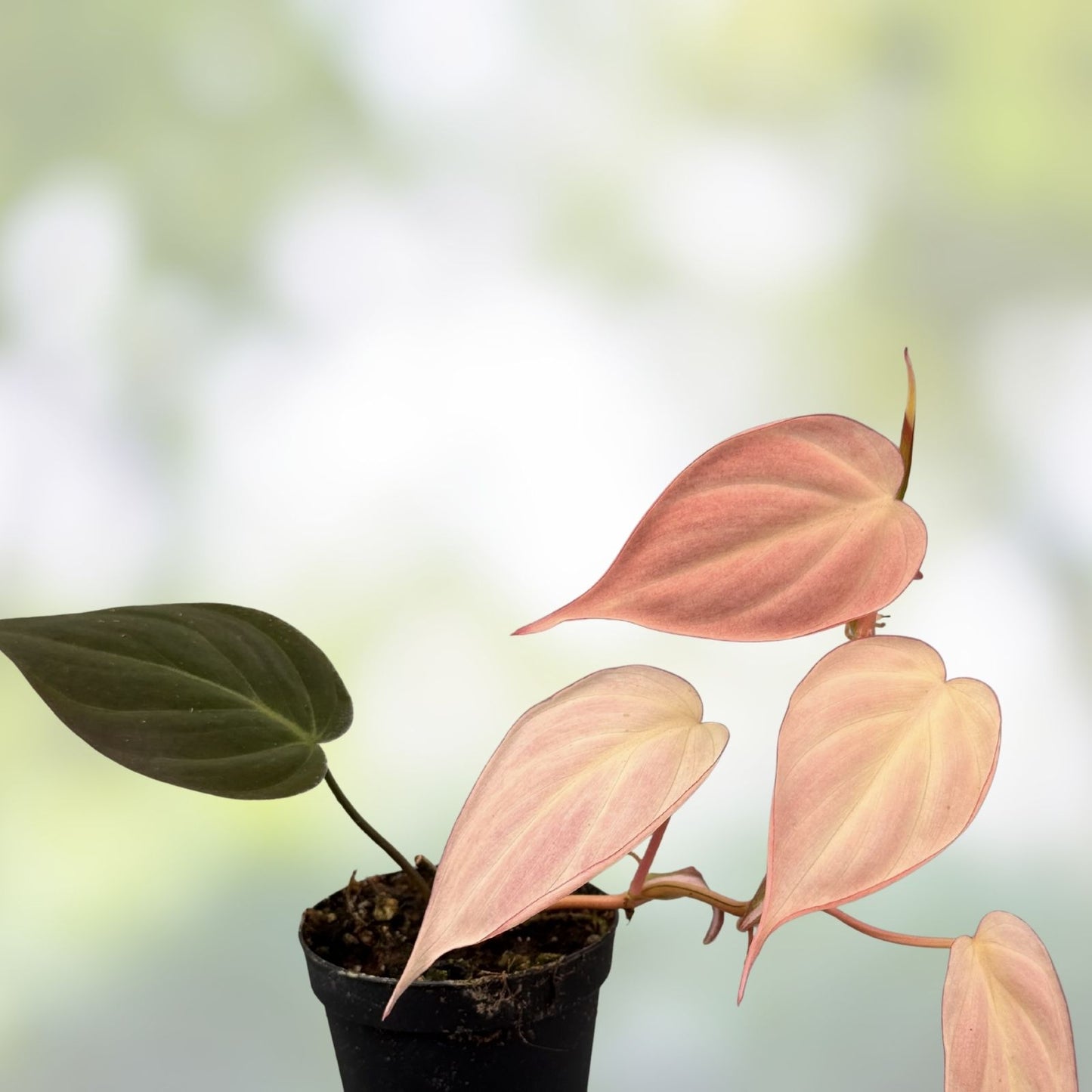 Rooted Philodendron Plant - Variegated Micans Pink Aurea - Philodendron micans - Indoor Houseplant, Trailing, Low Maintenance