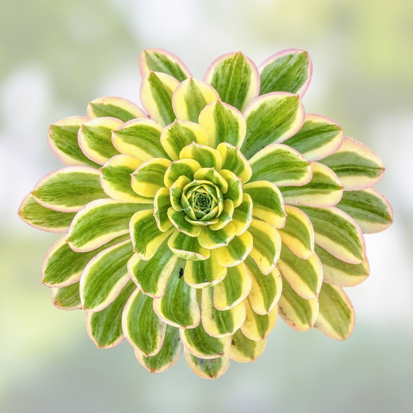 Sunburst Succulent Seeds 40 Pack - Aeonium davidbramwellii Drought-Tolerant Plant for Gardens and Containers