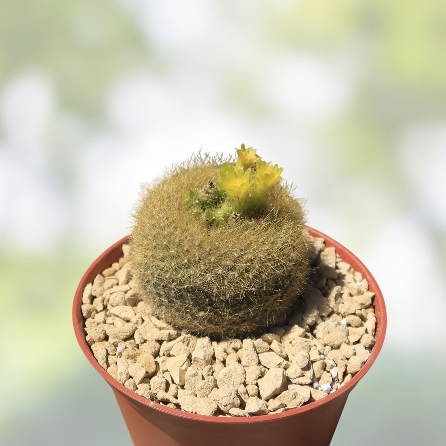 Notocactus Graessneri Flaviflorus Cactus Plant | Live Succulent with Yellow Flowers | Easy Care Indoor Outdoor Cacti