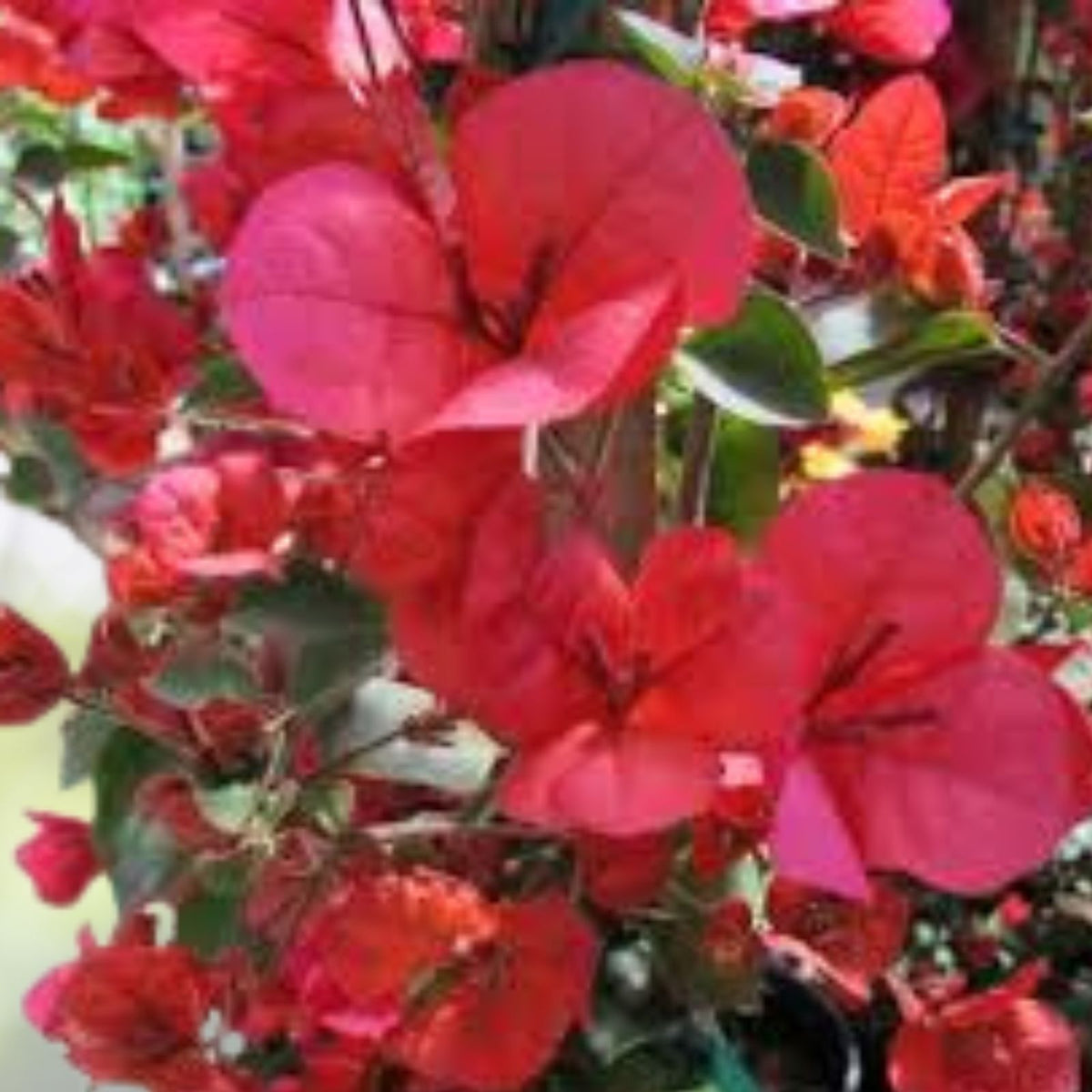 Bougainvillea Plant 5 10 Inch Tall San Diego Variety 4 Inch Pot Bougainvillea glabra