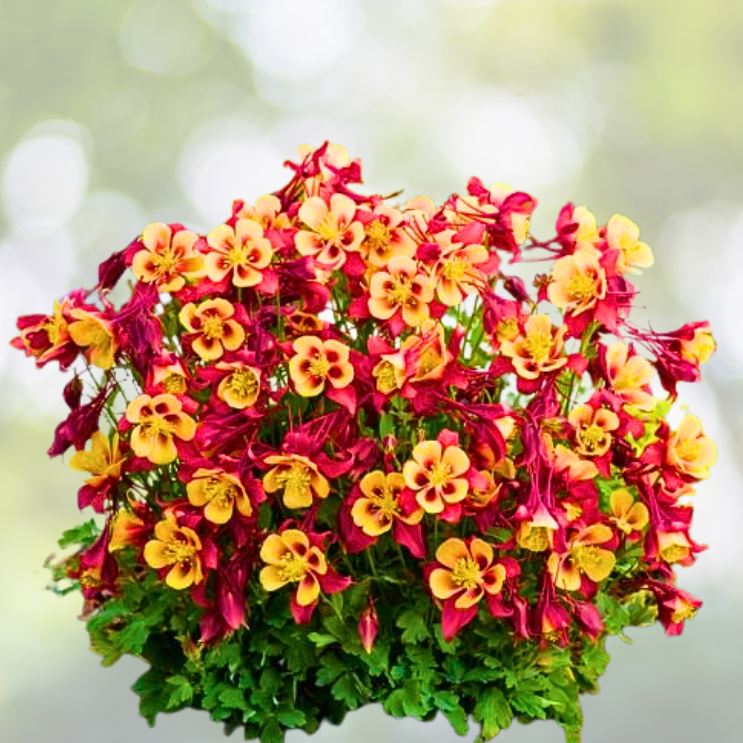 1000 Red & Yellow Columbine Seeds - Bicolor Blooms for Woodland Gardens - Aquilegia canadensis
