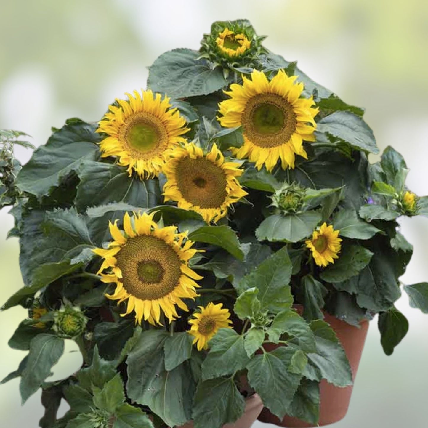 Dwarf Sunspot Sunflower Seeds 50+ | Exotic Yellow Flowers | Helianthus annuus | Garden Flower Seeds