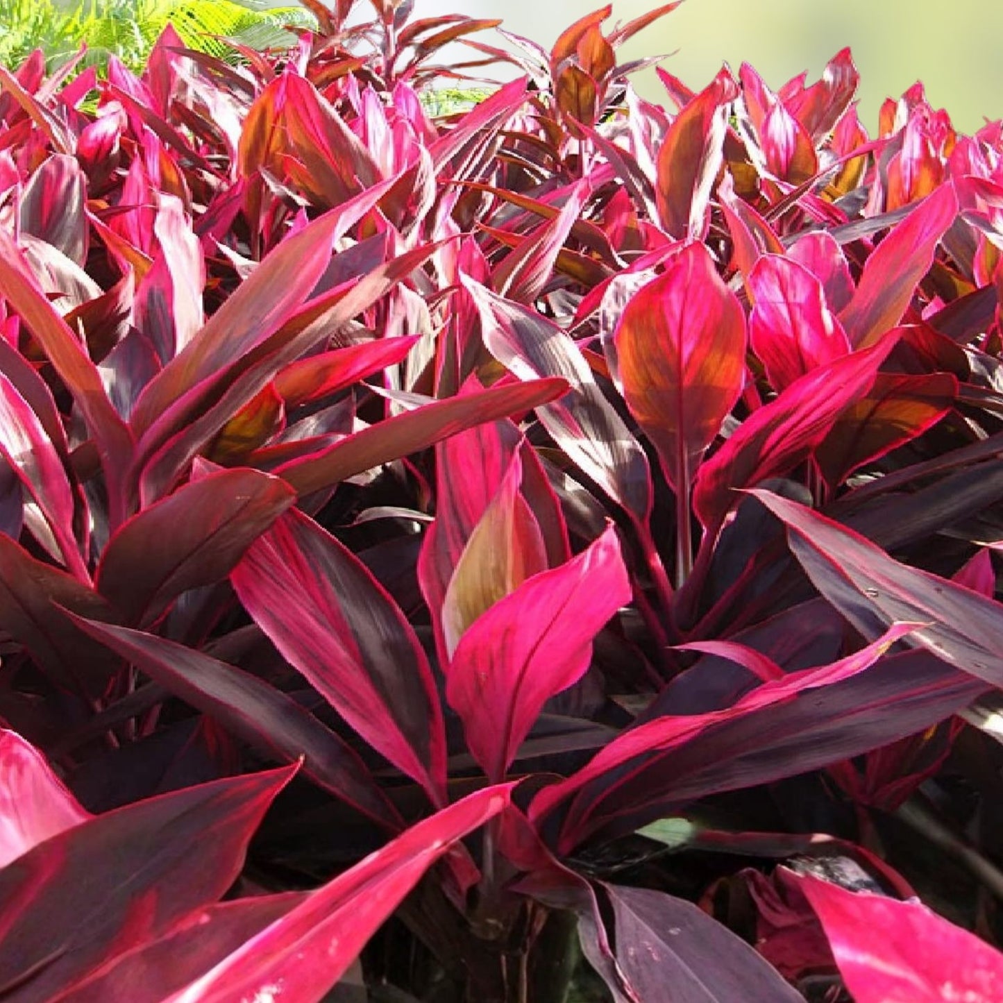 Cordyline fruticosa Cuttings - Green Hawaiian Ti Good Luck Plant - 24 Large Logs - Tropical Indoor Outdoor Plant