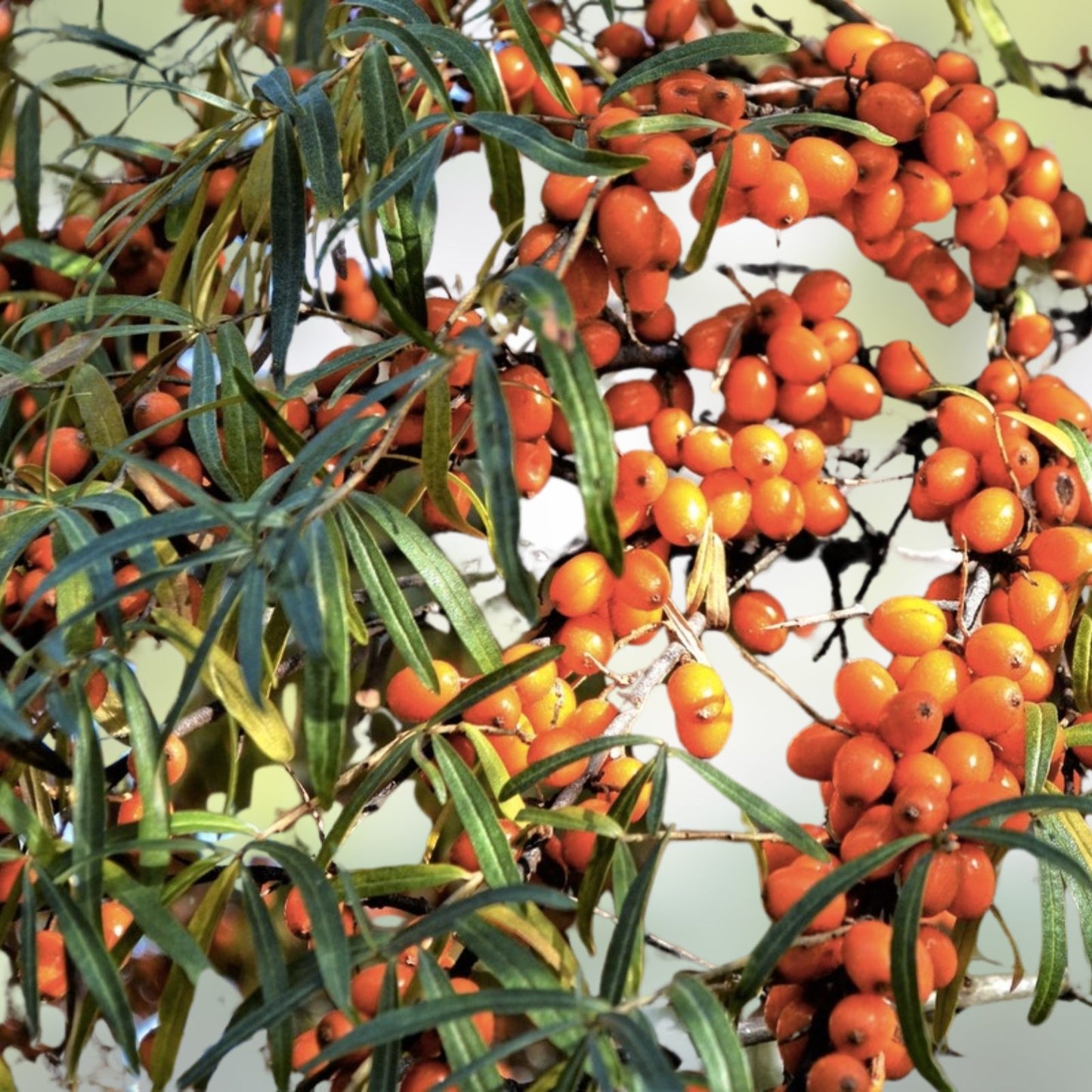 Seaberry Bush Seeds 100 Pack Edible Hippophae rhamnoides Berry Plant for Gardening Landscaping Live Plant