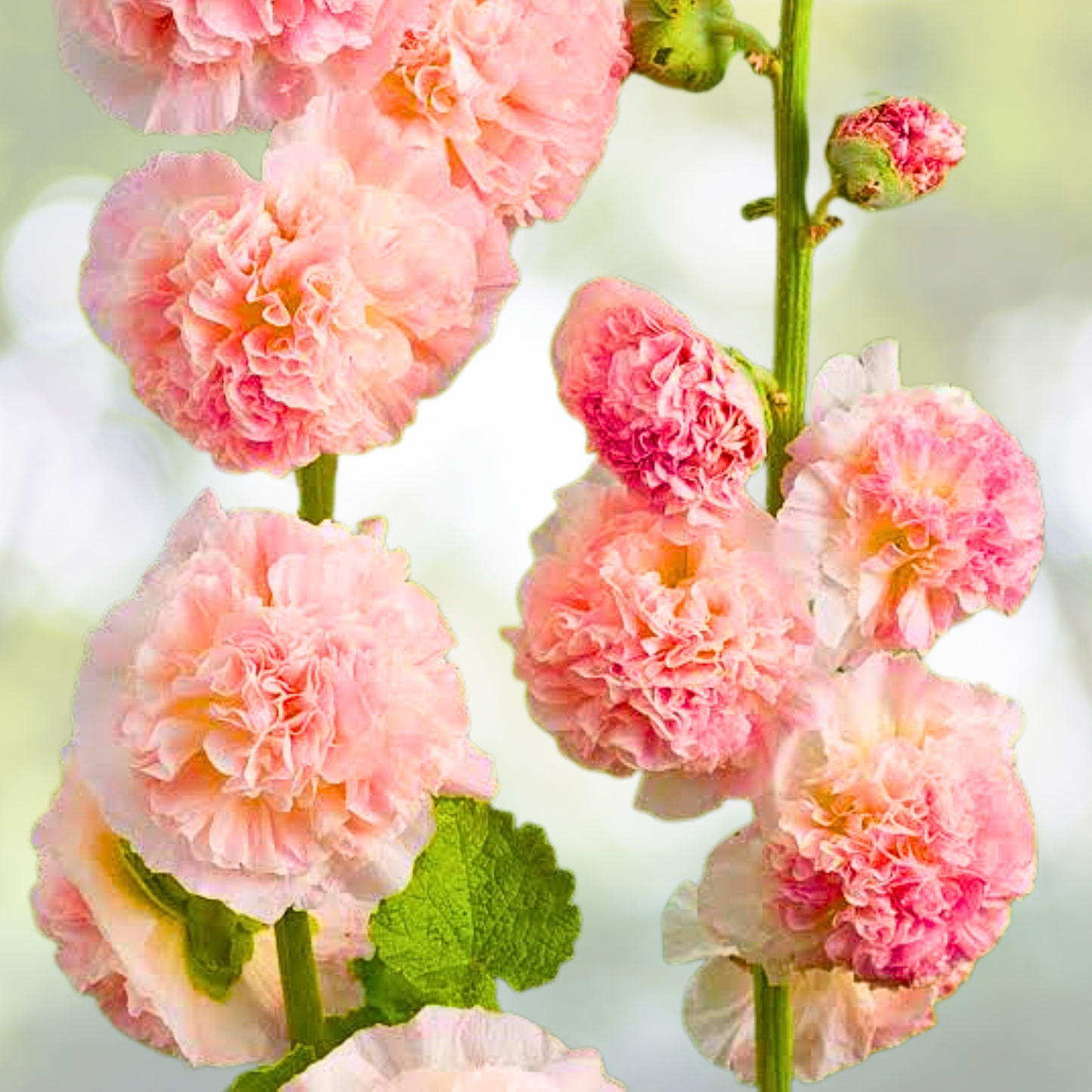 Hollyhock Seeds - 25 Non-GMO Chater's Double Salmon Peony Flowered Blooms (Alcea rosea)