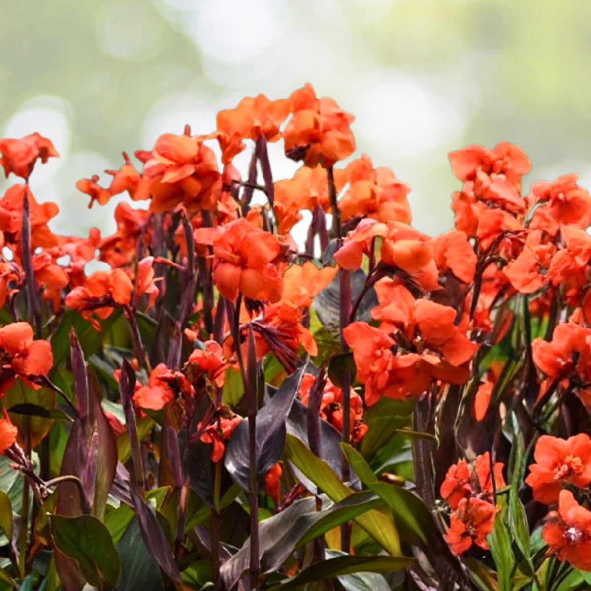 Live Orange Canna Lily Plant 1 Gallon Pot - Canna indica - Bright Blooms for Gardens & Patios