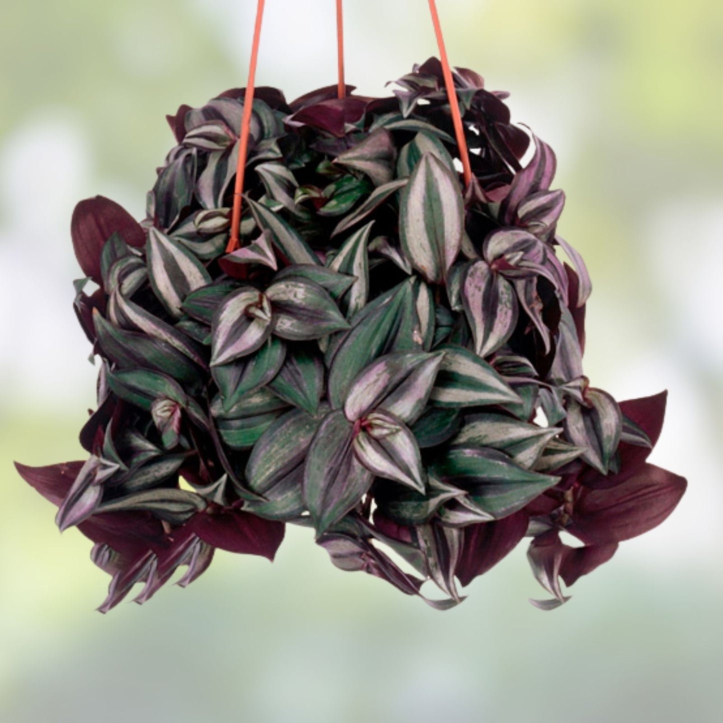 Tradescantia Cuttings - 20 Vibrant Color Mystery Propagation Plants - Easy to Grow Houseplants