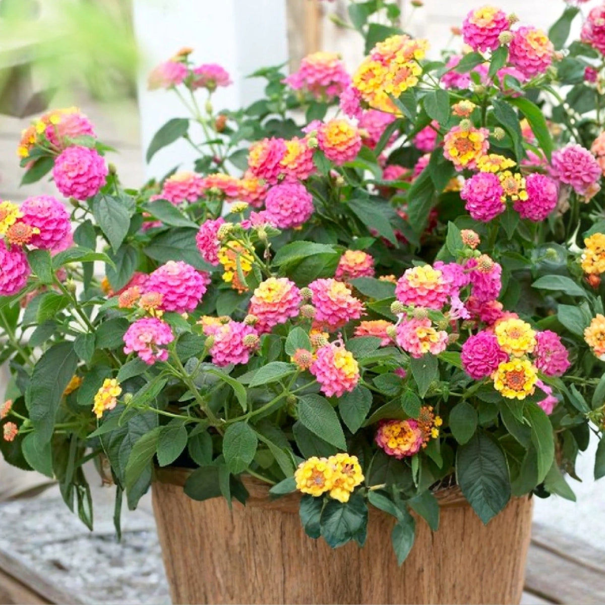 Lantana Plant 6 in Pot | Colorful Yellow Pink Flowers | Lantana camara | Easy-to-Grow Ornamental Shrub for Gardens