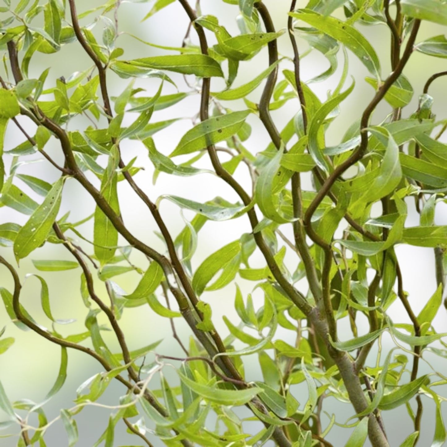 Corkscrew Willow Tree Cuttings 10 Pack - Curled Leaves - Salix babylonica 'Tortuosa' - Ornamental Tree Branches