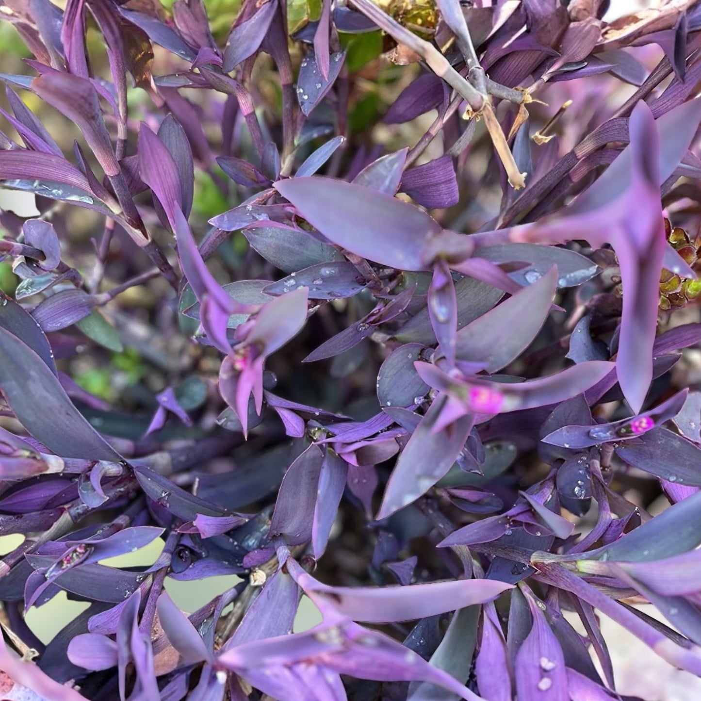 Tradescantia Clippings 15 Purple Heart Cuttings - Tradescantia Pallida - Easy Care Indoor Plant Propagation