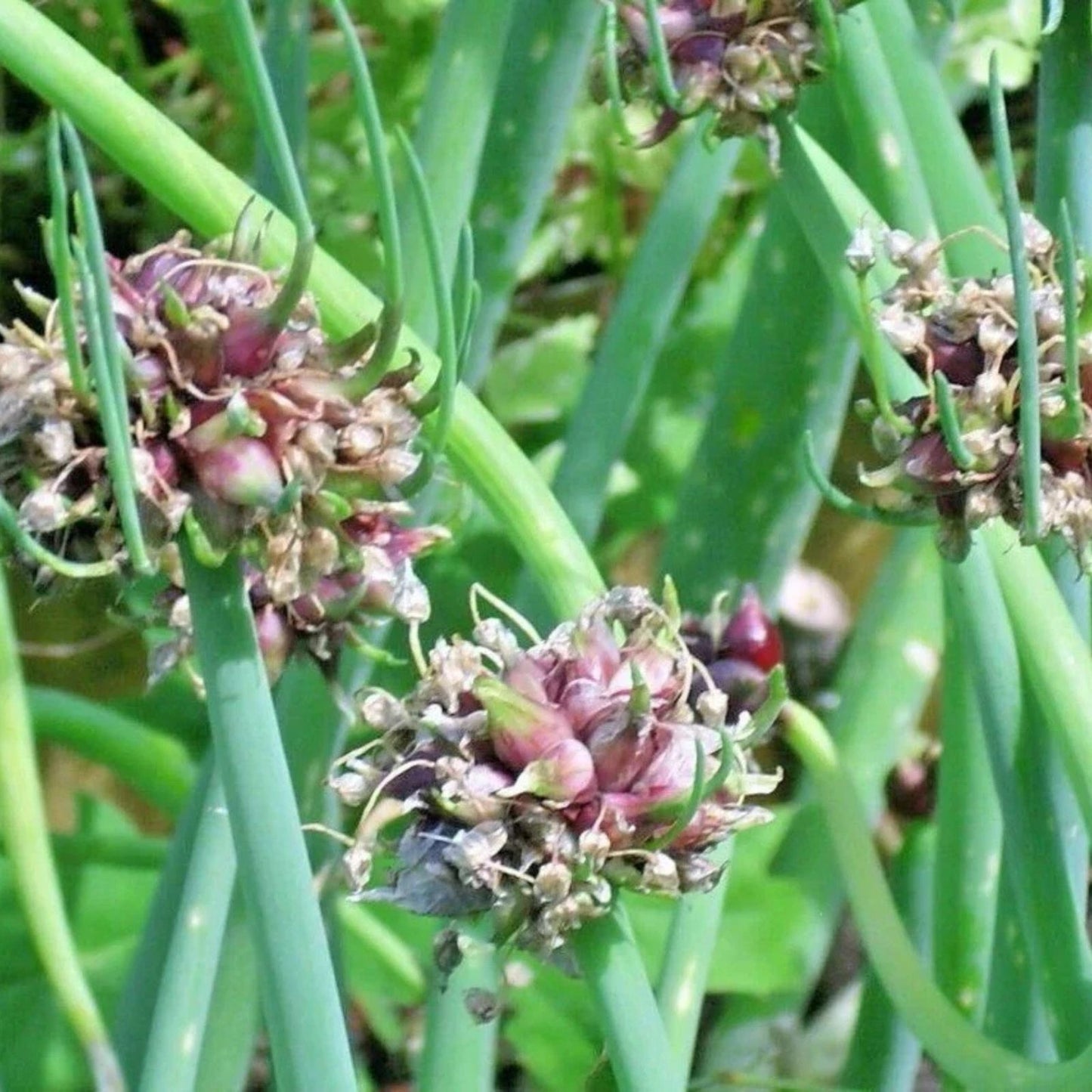 Egyptian Walking Onion Live Starter Plant - Allium x proliferum - Perennial Vegetable - Garden-Ready Top-Set Onion