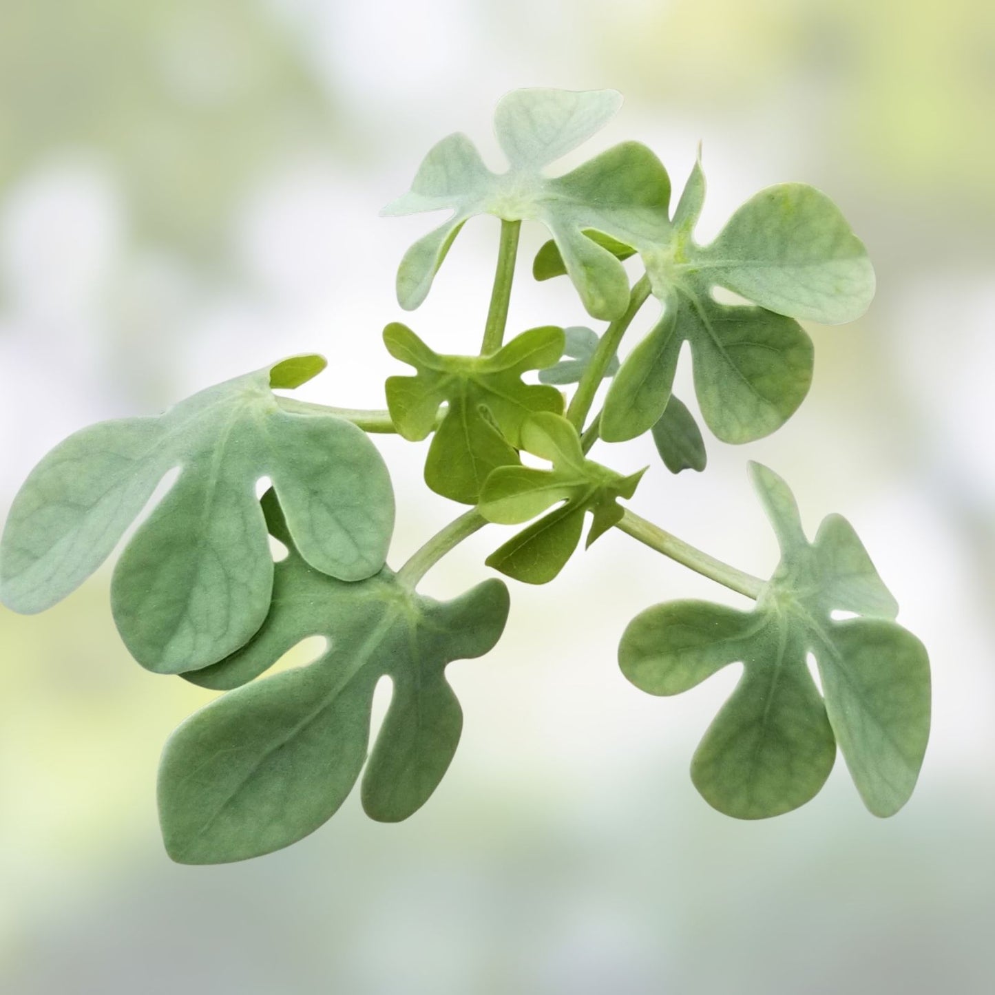 Adenia glauca Cactus Plant - Live Succulent - Unique Green Variety for Indoor and Outdoor Decor