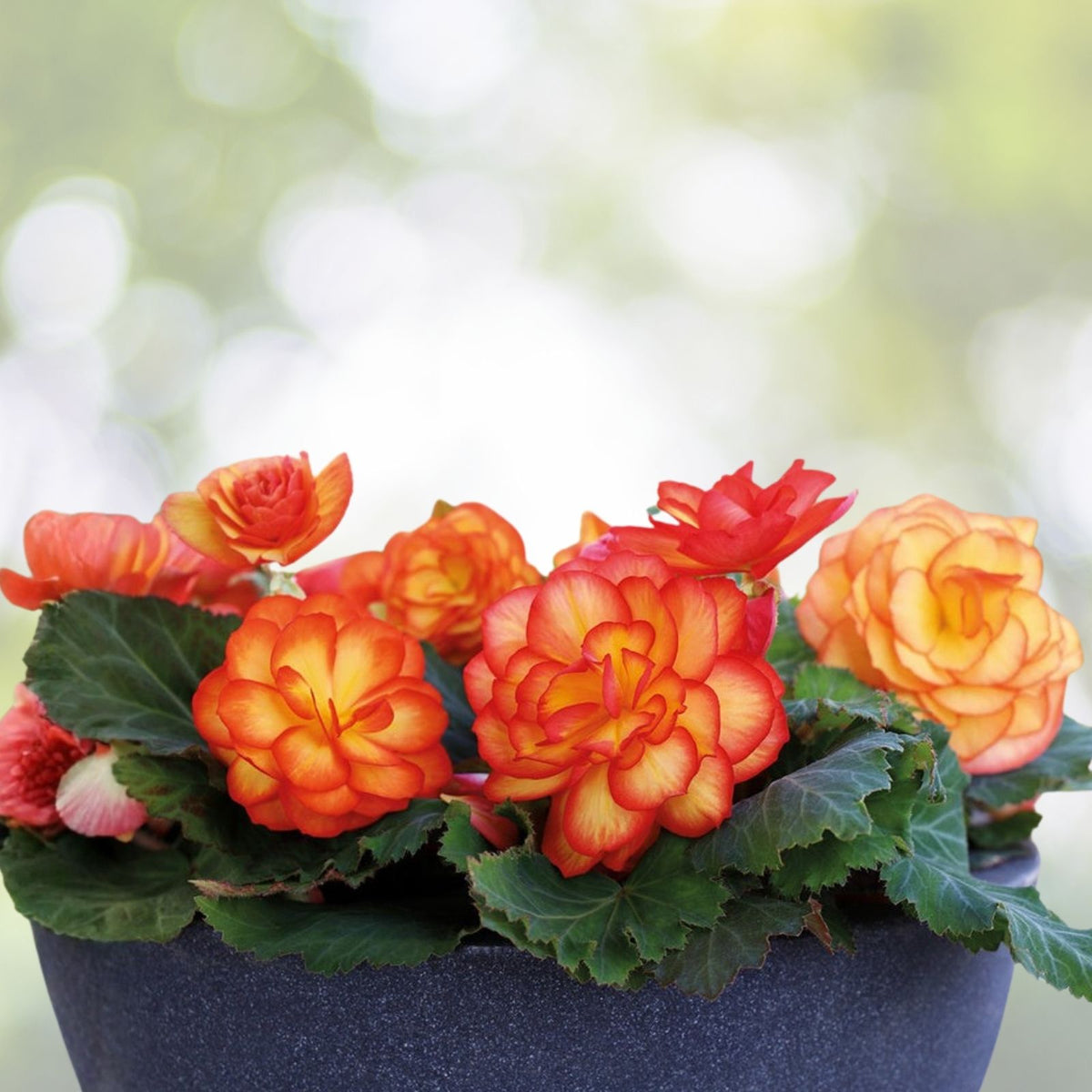 Begonia Seeds 45 or 125 Count Ivory Haven Non-GMO Flower Seeds Begonia x tuberhybrida
