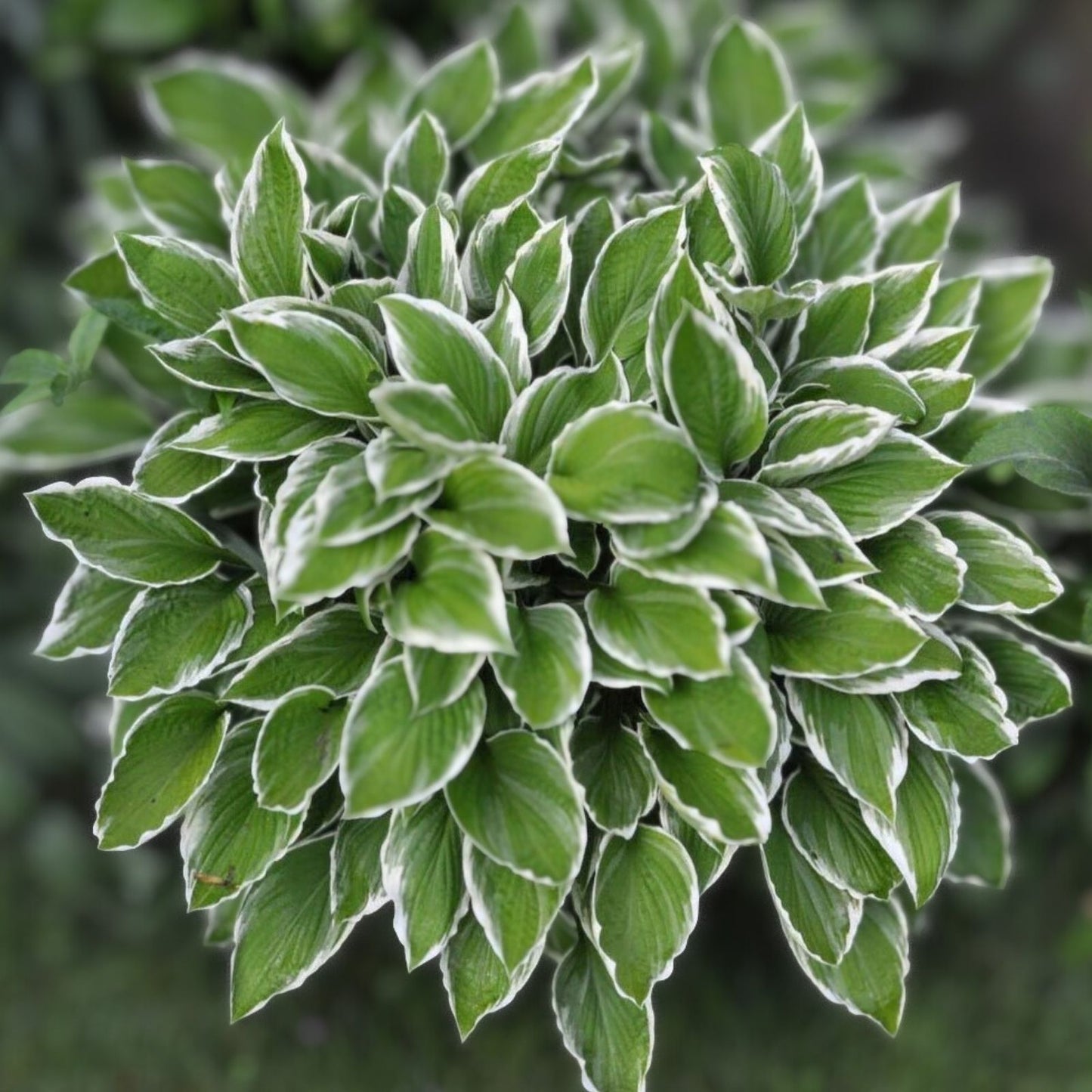 Crowned Imperial Hosta Plant - 6" Live Plant - Dark Green Leaves & Lavender Flowers - Hosta 'Crowned Imperial'