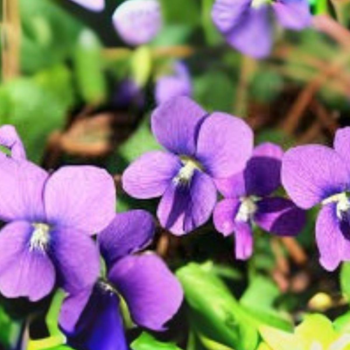 Purple Wild Violet Plants - 12 Bareroot Rhizomes, Organic Viola, Native Perennial Ground Cover Flower