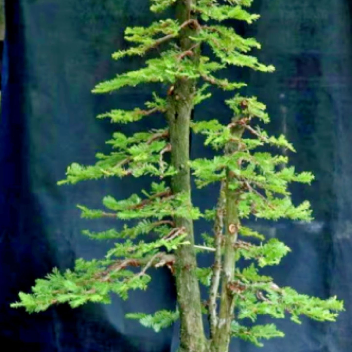 Redwood Sequoia Tree Seeds - 25 Seeds for Bonsai - Sequoiadendron giganteum - Grows from Seed - Ships from USA