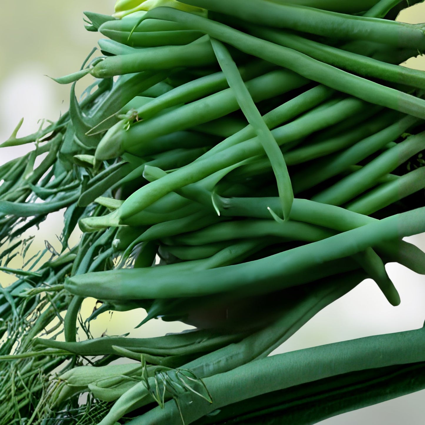 Jade Green Bean Seeds 50 Hairless Phaseolus vulgaris Edible Vegetable Starter Plants